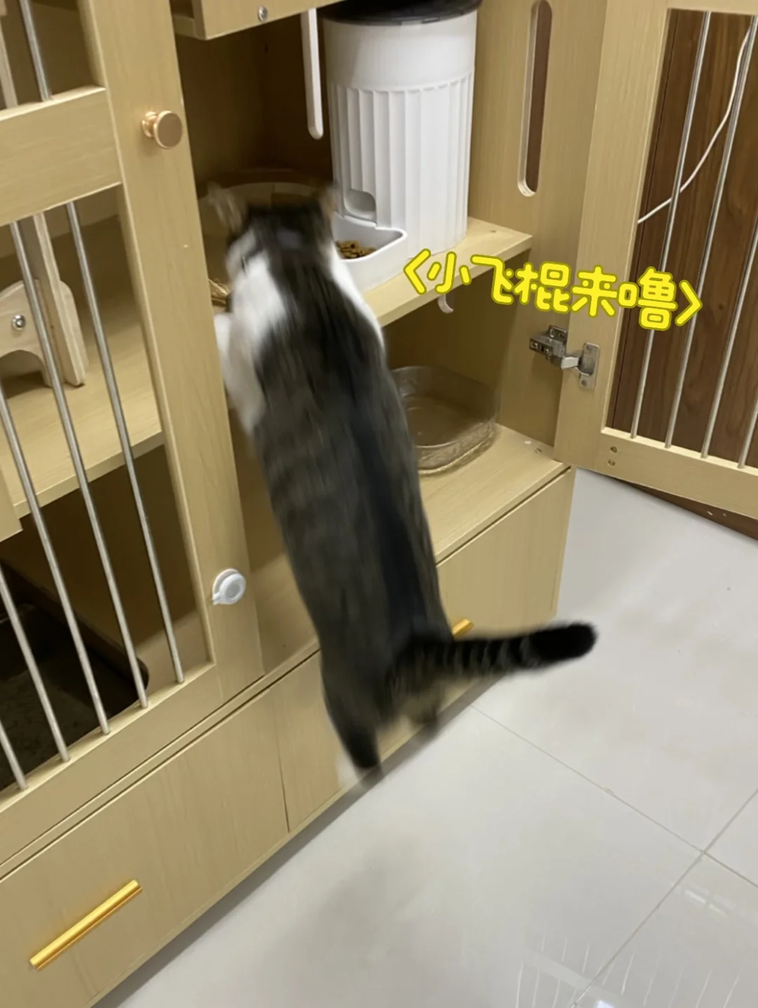饿疯的小猫咪起飞了