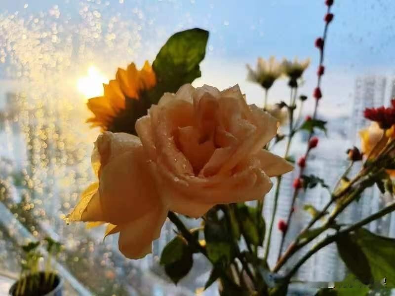 花开花落情依旧，
潮起潮平心不变。
花开花落情依旧，
日落日升谊更重。