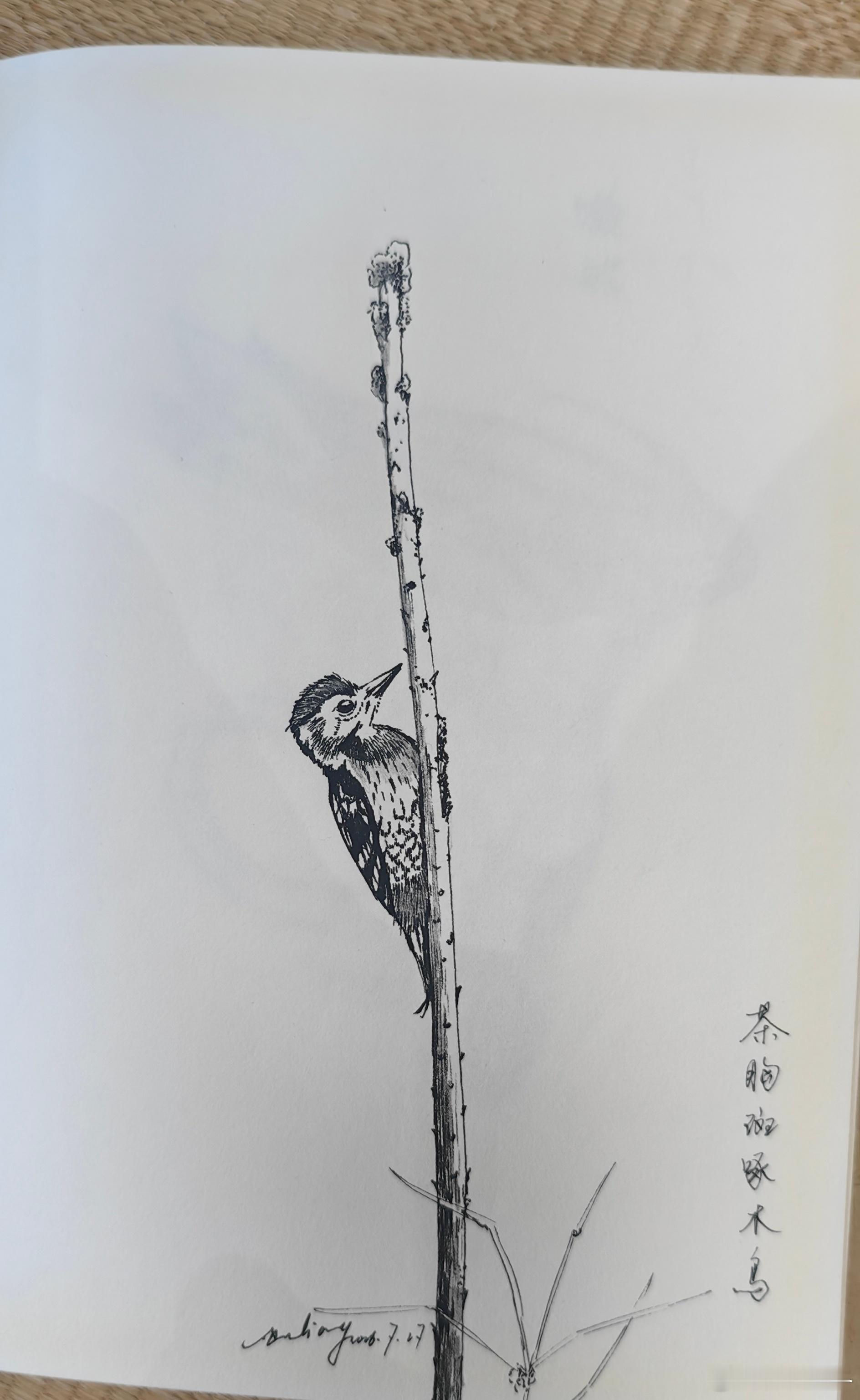 暑假瞎划拉告一段落…… ​​​