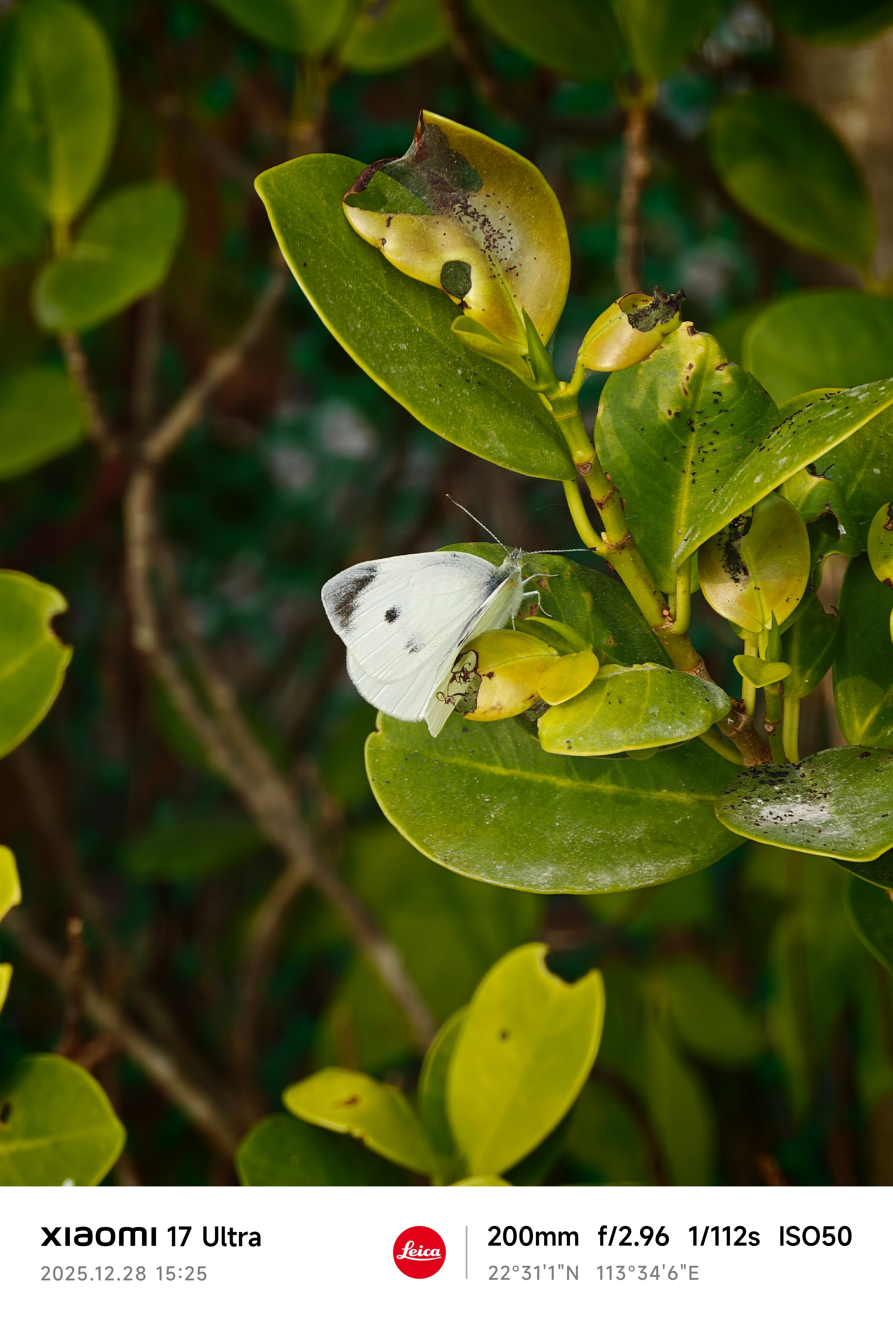 再来一些这两天用小米17 Ultra 拍摄的照片，小米17 Ultra 是会让你