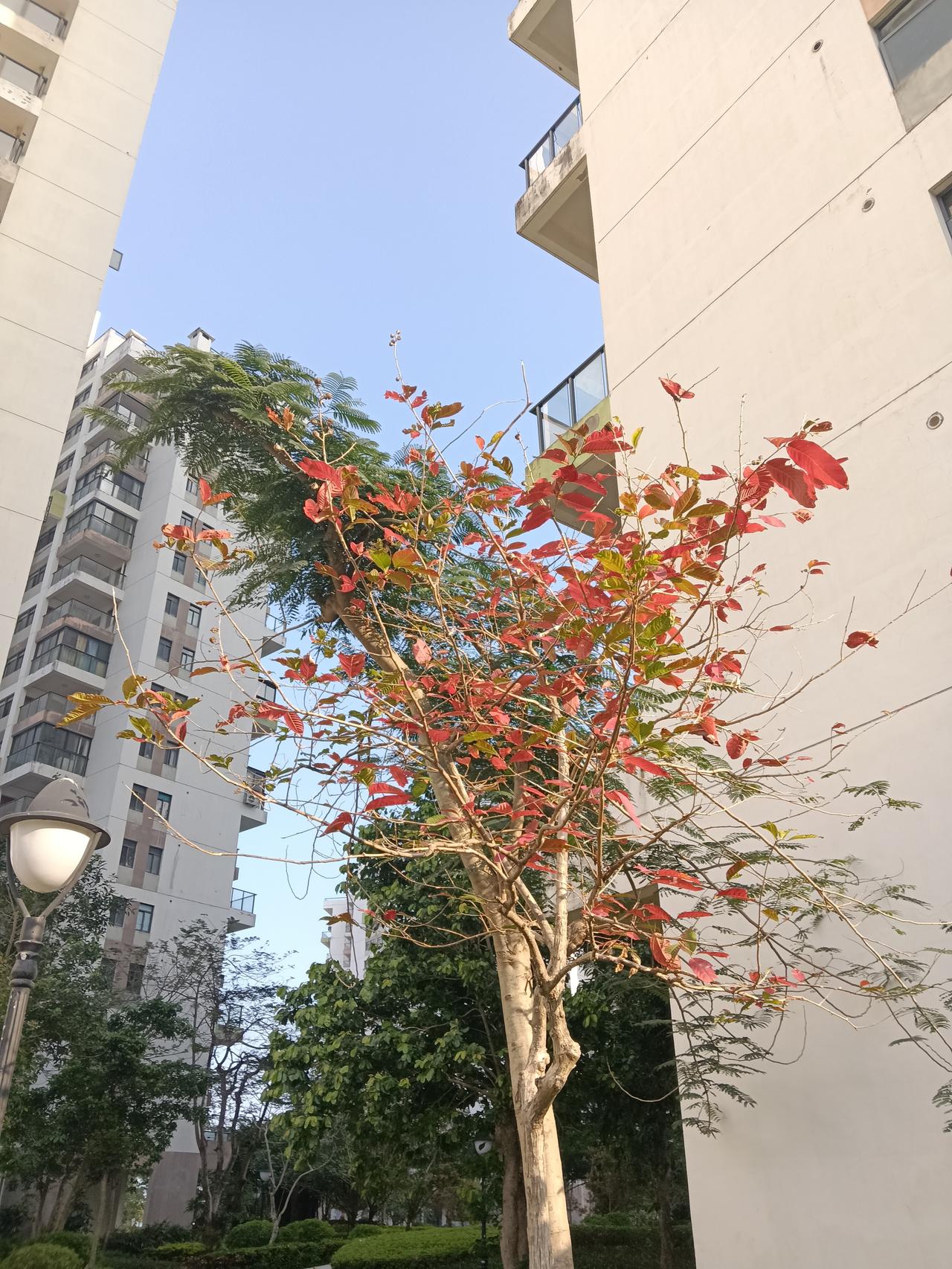 广东的春天简直是花的盛宴！就说广州华南植物园，去年那杜鹃花海瀑布就震撼到我了，今