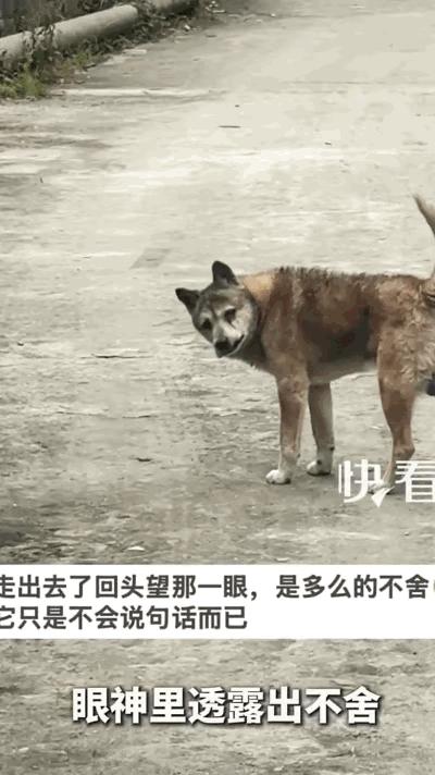 江西一名男子发现自家的老狗已经走到了生命尽头，连着几天都拼着力气想往外跑。他每次