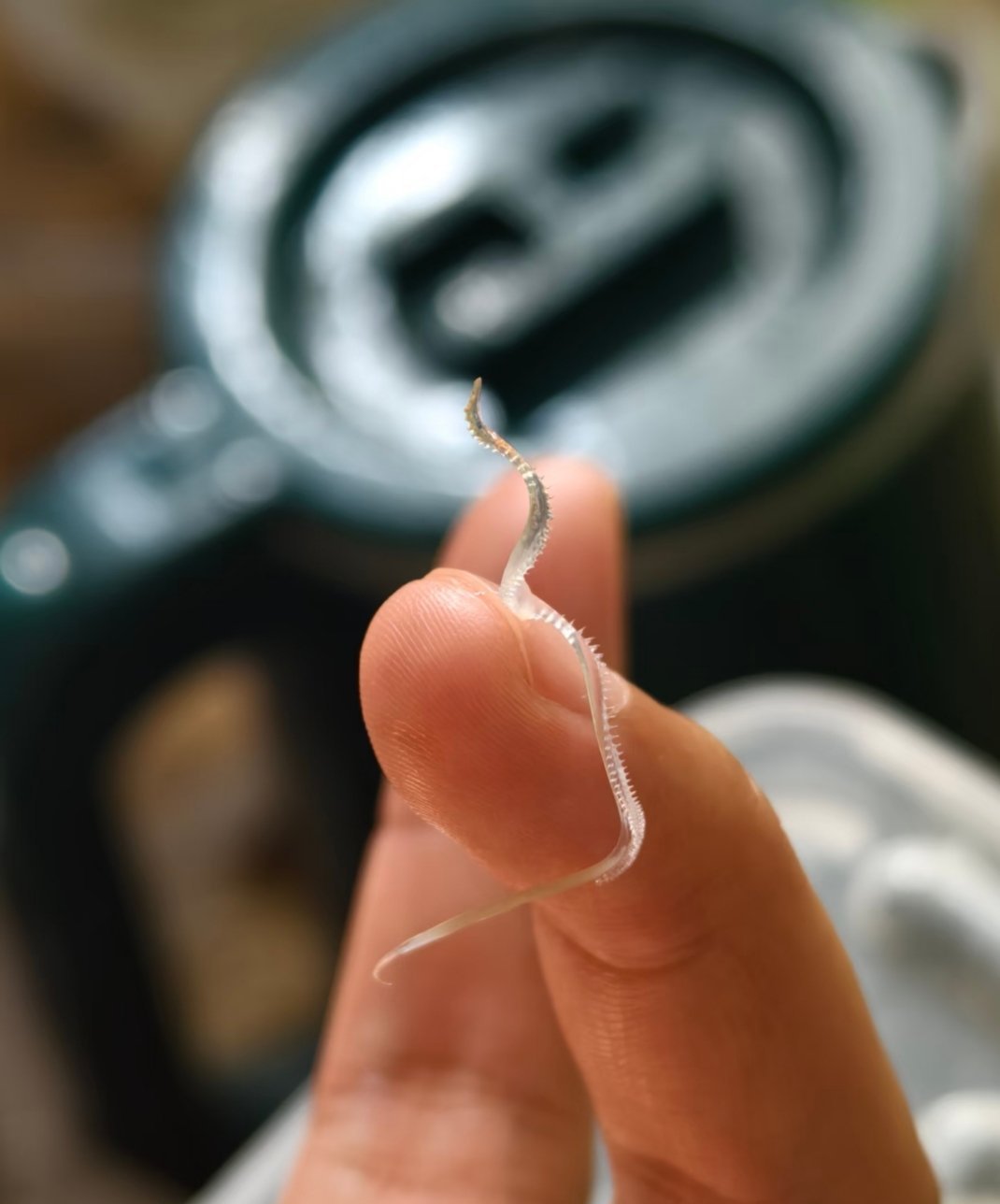 蜗牛的丘比特之箭“恋矢” 