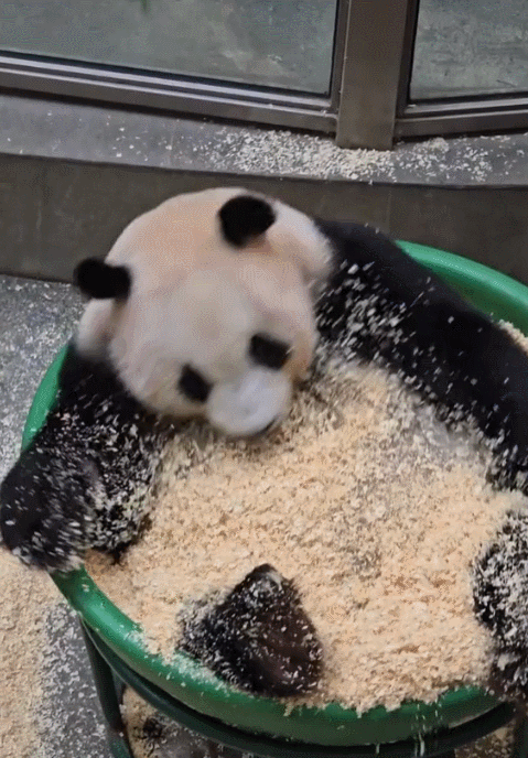 驴打滚升级版熊打滚[馋嘴]这小肚子duang～duang～的#大熊猫星安# ​​