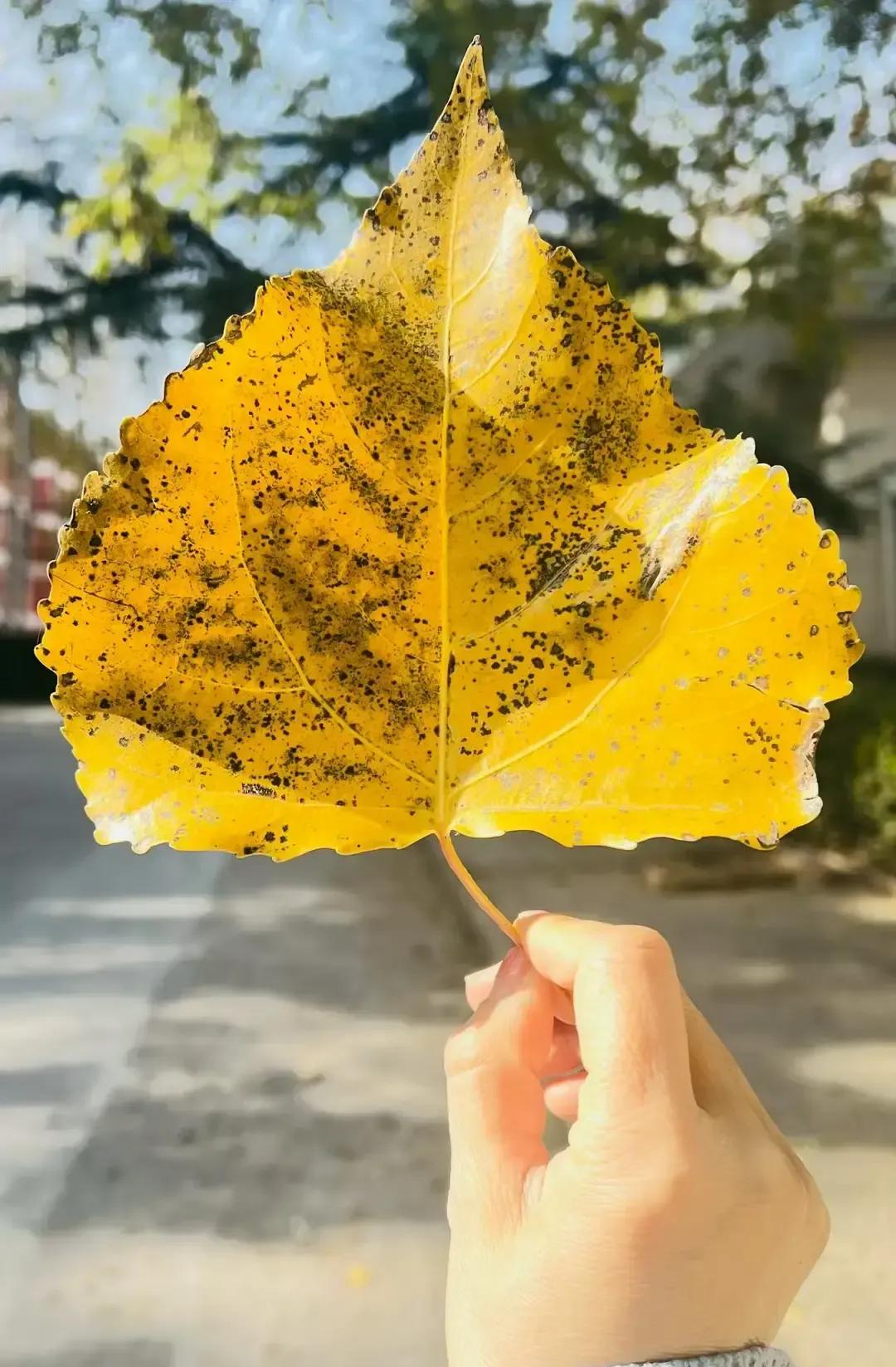 我昨天下午把抽血费交了，护士小姐姐特意叮嘱明早啥也别往嘴里送。
结果今早六点闹钟