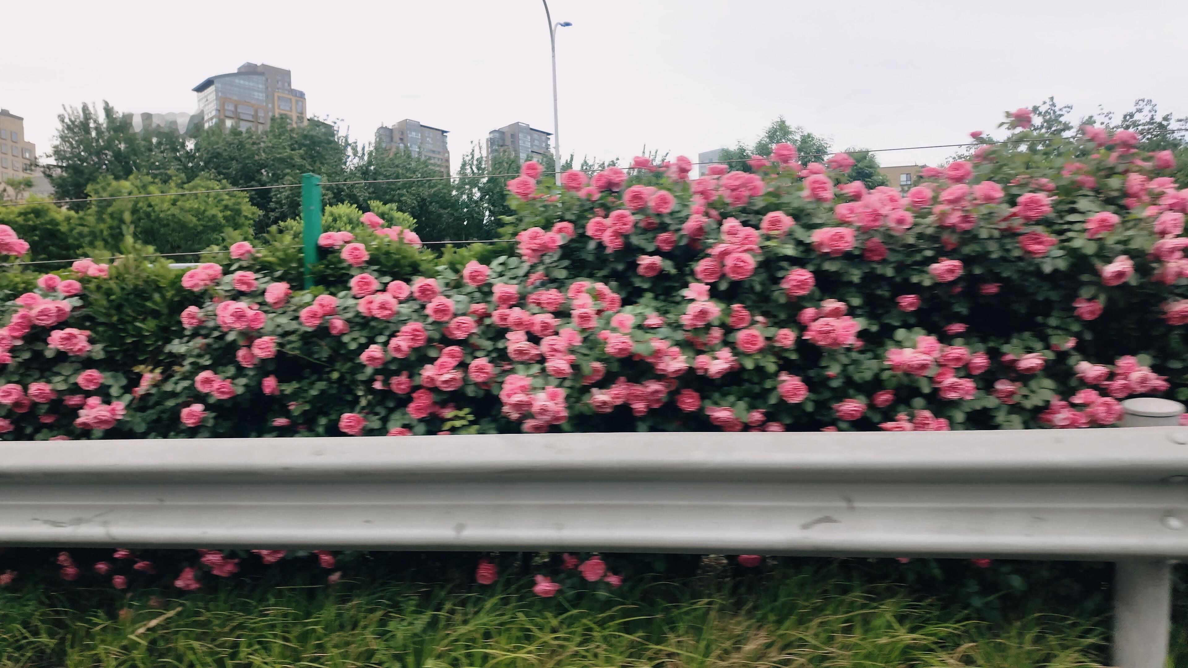 北京CBD的路可以读博了 这时候的北京天空特别通透，趁着周末去北海公园划划船，或