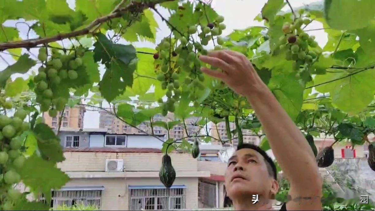 #无农药无化肥种葡萄,可行吗?#
我们楼顶种有几颗葡萄，没有喷过农药，也没有用过
