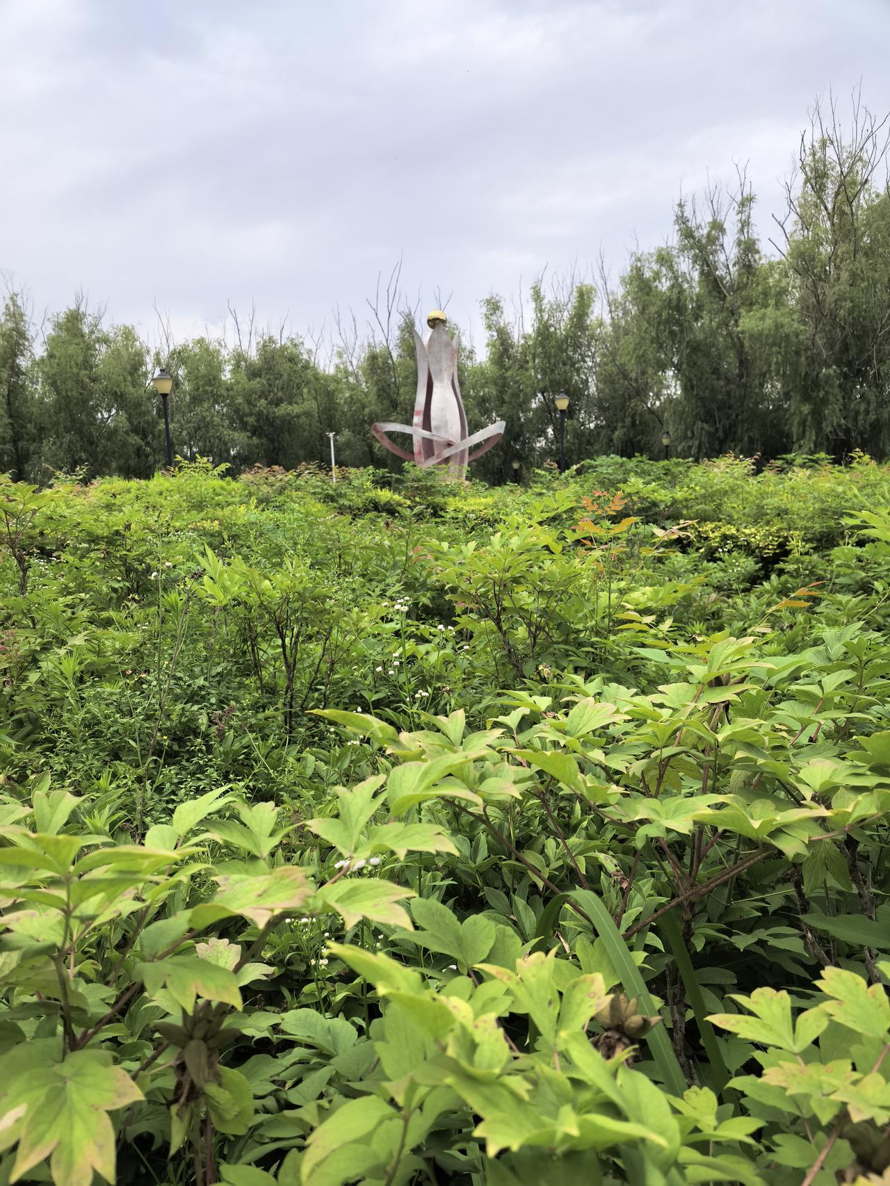人走茶凉，花败寂寥，自古皆然。

五一前后，鄢陵花博公园，牡丹花开正盛，牡丹花园