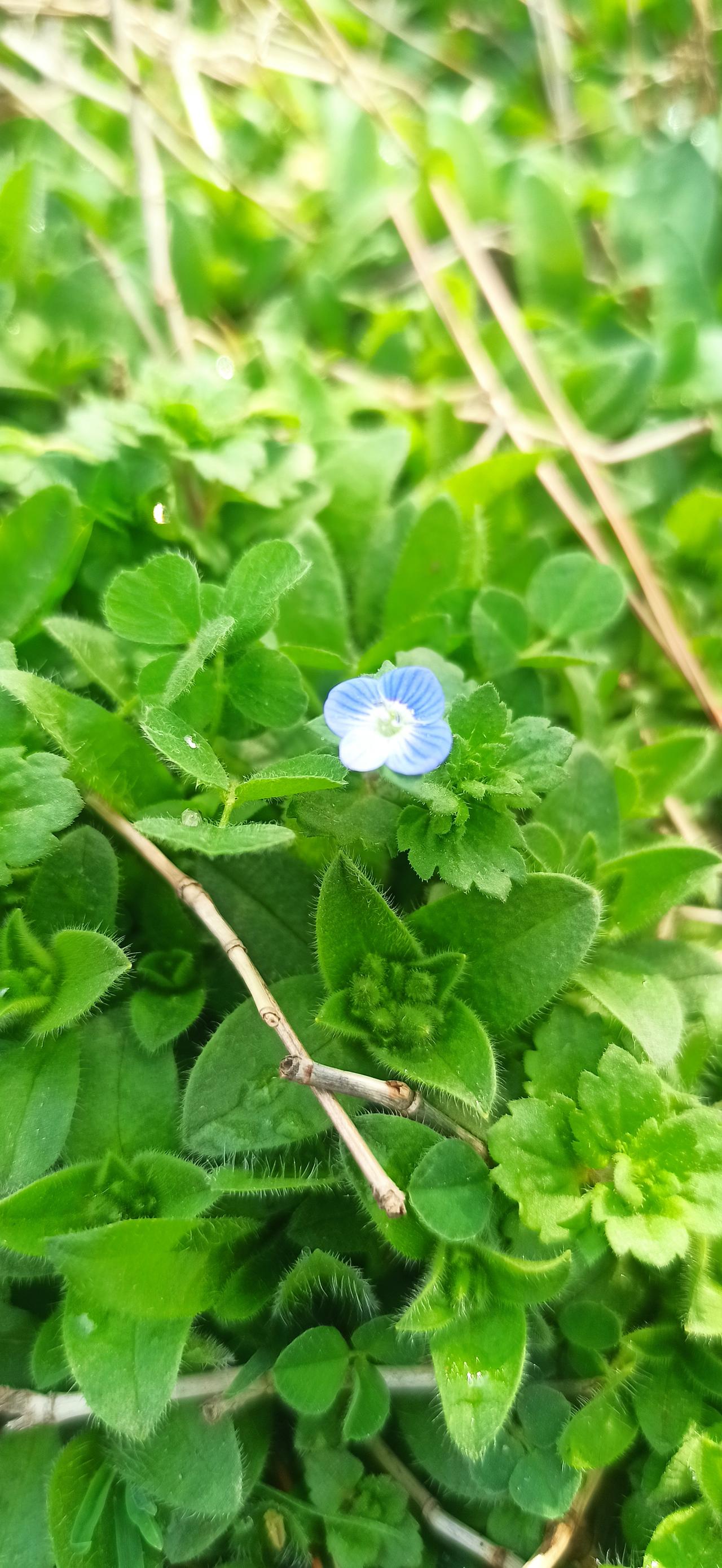 我们总在追着春天跑，却忘了它早就藏在脚下。这朵叫婆婆纳的小蓝花，没有名贵的出身，