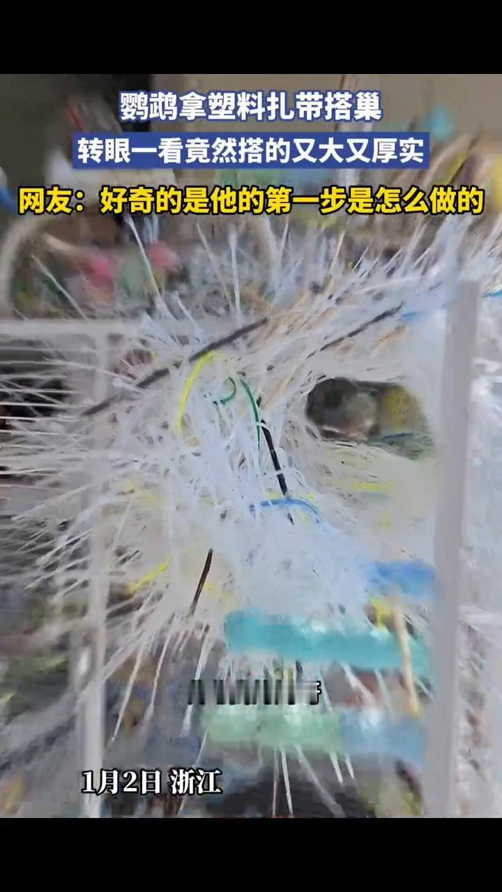 鹦鹉拿塑料扎带搭巢，转眼一看竟然搭的又大又厚实。
网友：好奇的是它的第一步是怎么