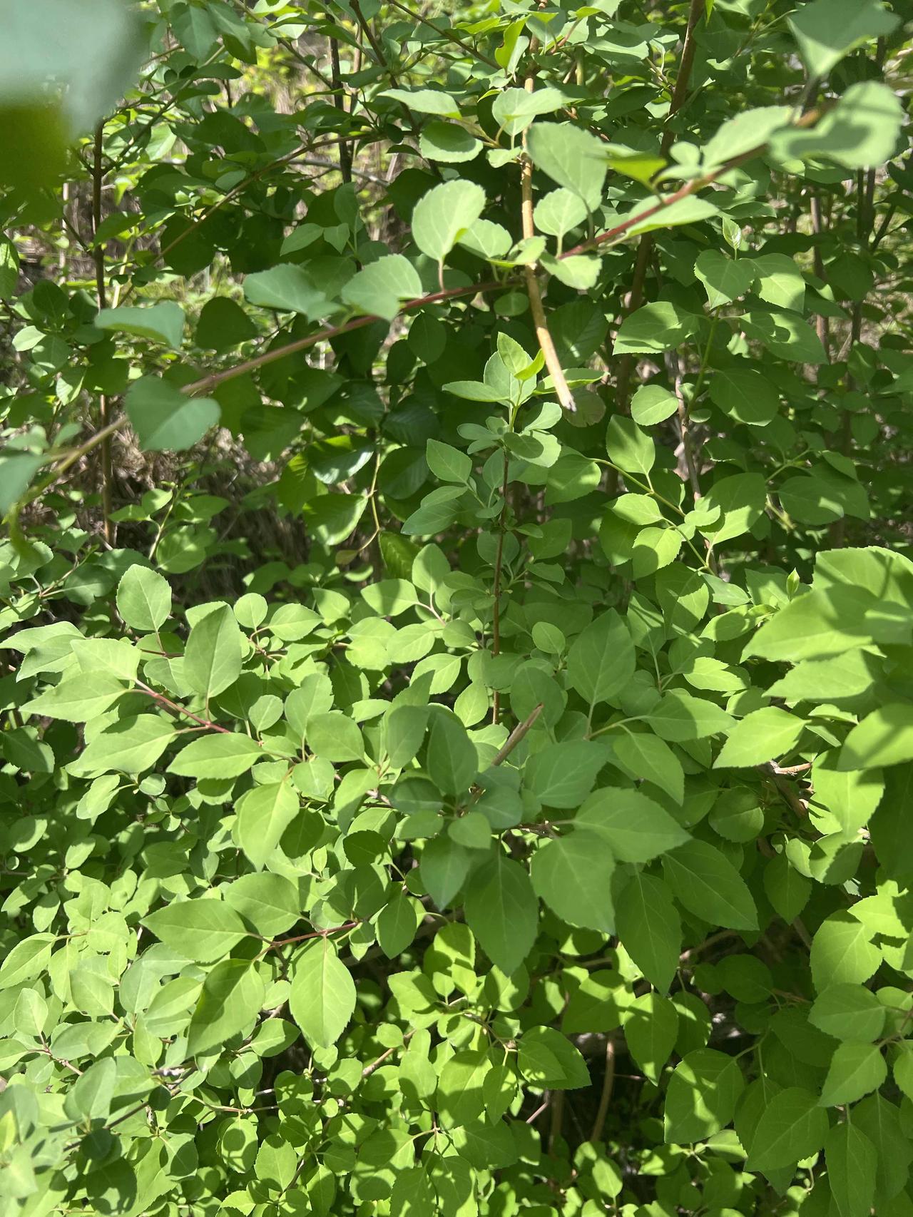 望不尽啊
一山连着一山

山巅之上来去自由的壁虎
春天里忙着抽枝发芽的芳草树木