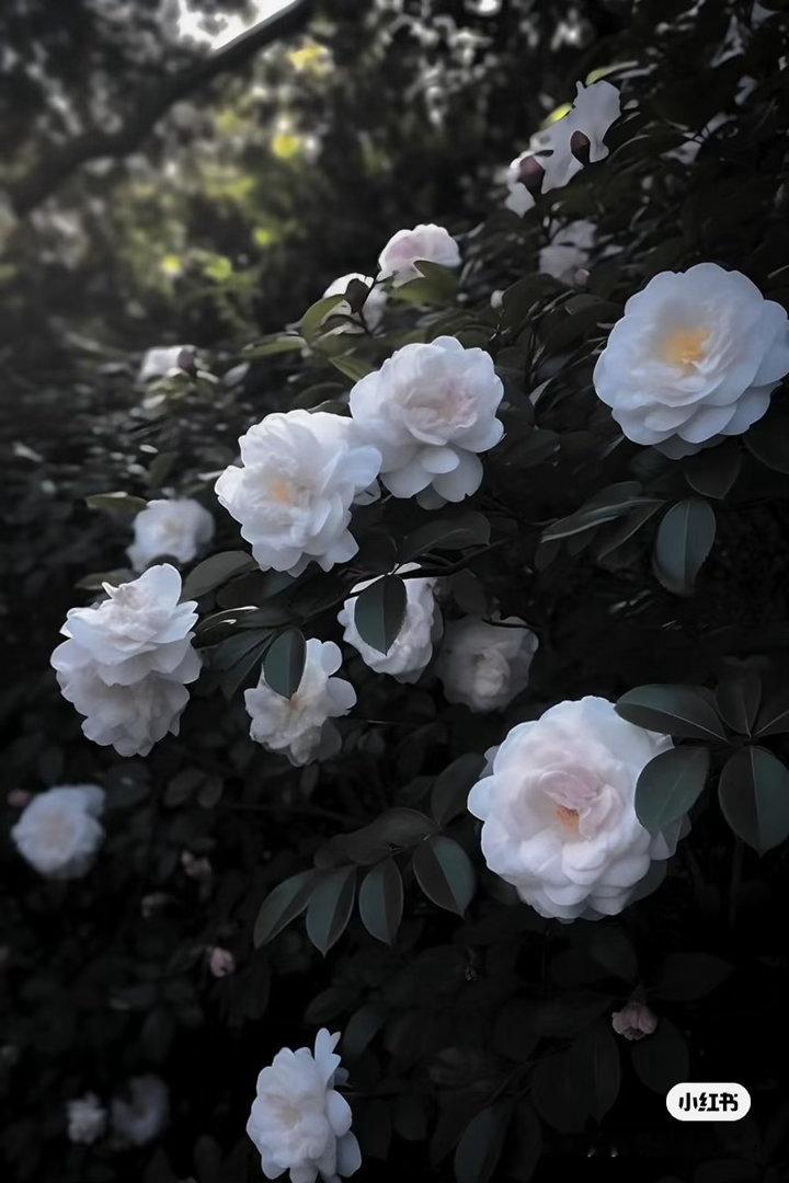 山茶花的种植方法：1. 选苗与土壤：选择健康、无病虫害的山茶花苗木，土壤要求疏松