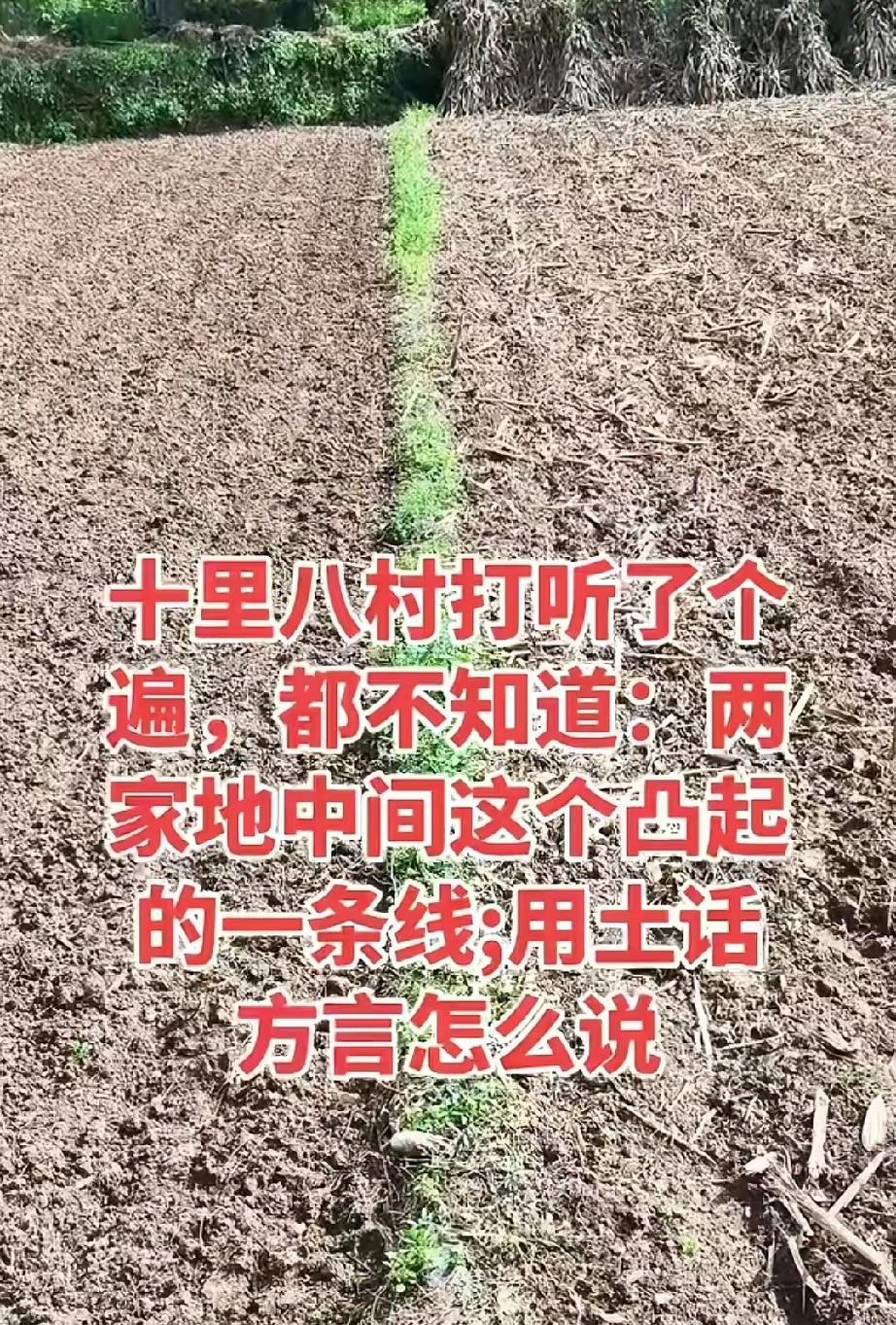 友友们，两家地里中间这个凸起的一条线，用土话方言如何说？我看看有多少种答案。[笑