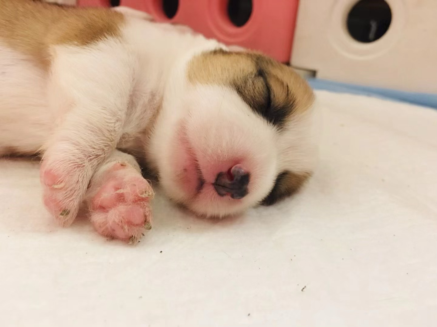 宝宝你是你只小猪