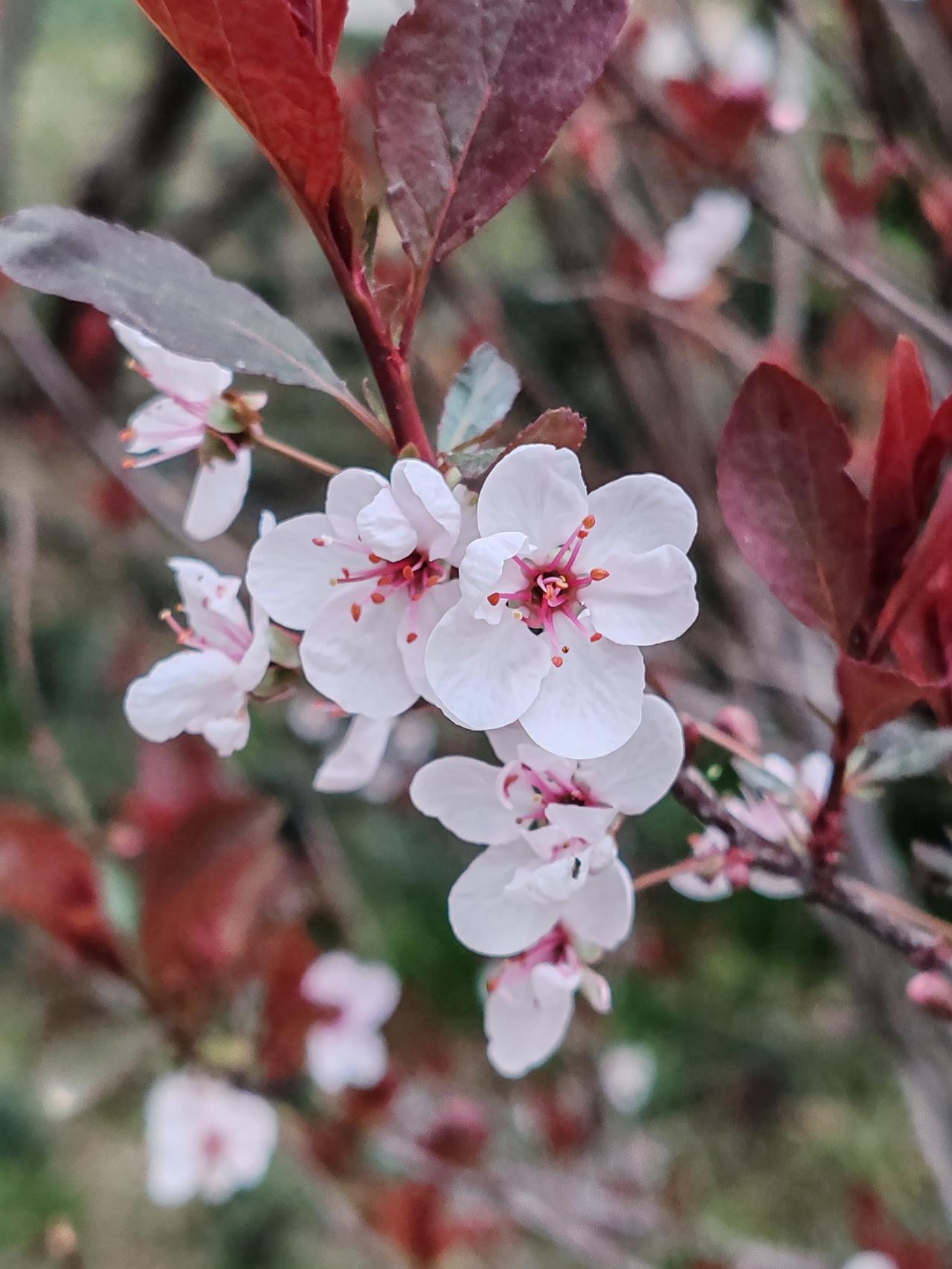 在时尚活动中，高颜值的人的确更易成为焦点。就拿刘亦菲来说，在米兰宝格丽高级珠宝展