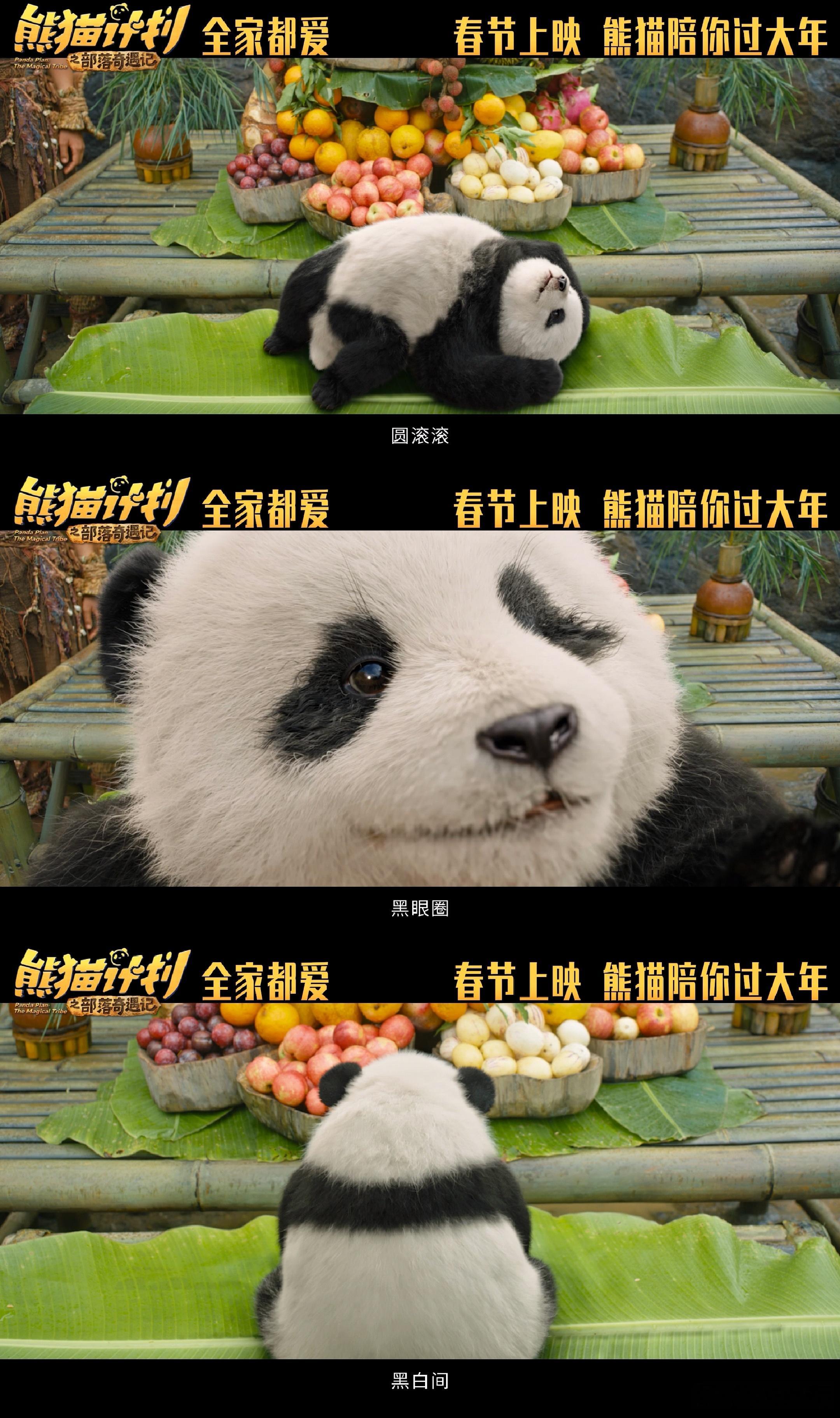 熊猫届的高精力宝宝 社牛熊猫胡胡闯祸卖萌一条龙，成龙都被整不会，马丽乔杉爆笑助力