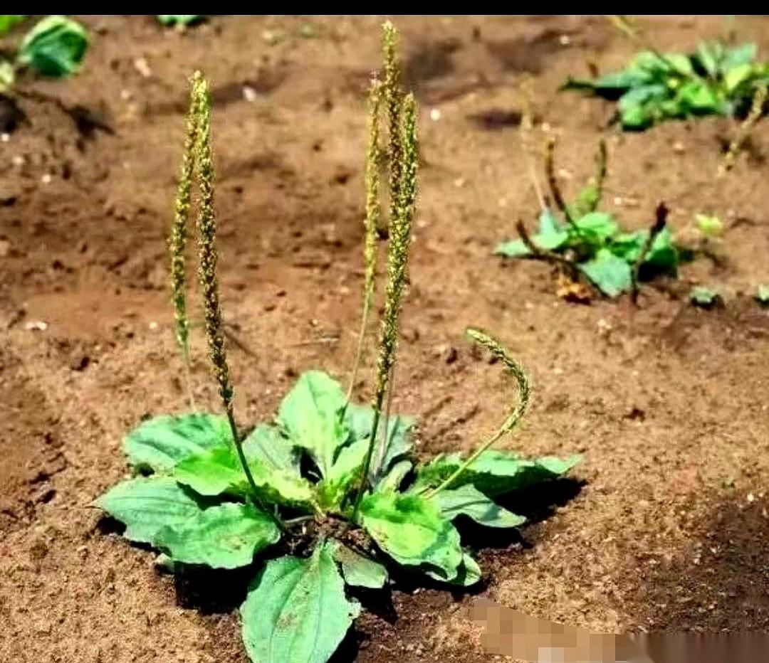 我奶奶从老家来，头一件事，就是拎着个塑料袋冲下楼。
我以为她去捡瓶子，结果她蹲在