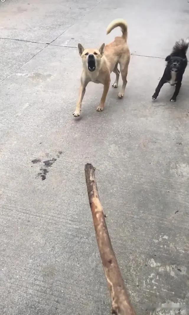 害怕狗狗该如何应对？遇到狗狗不要奔跑尖叫，跑动会激发它的追逐本能。保持原地不动，