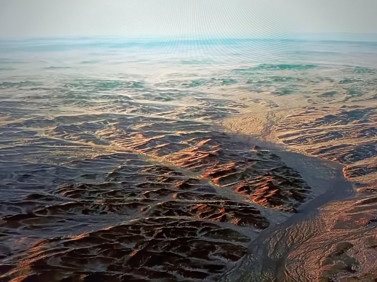 建议出台动物保护法，因为狗粮都是用其他动物制作的，所以要想保护动物，首先就要全民