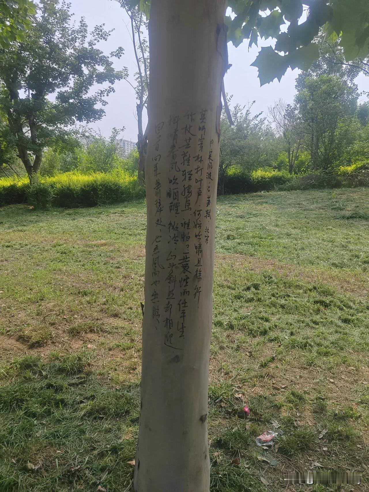 几天没去文峰综合公园，突然就发现了很多涂鸦树，虽然这个涂鸦者还是稍有书法功底，但