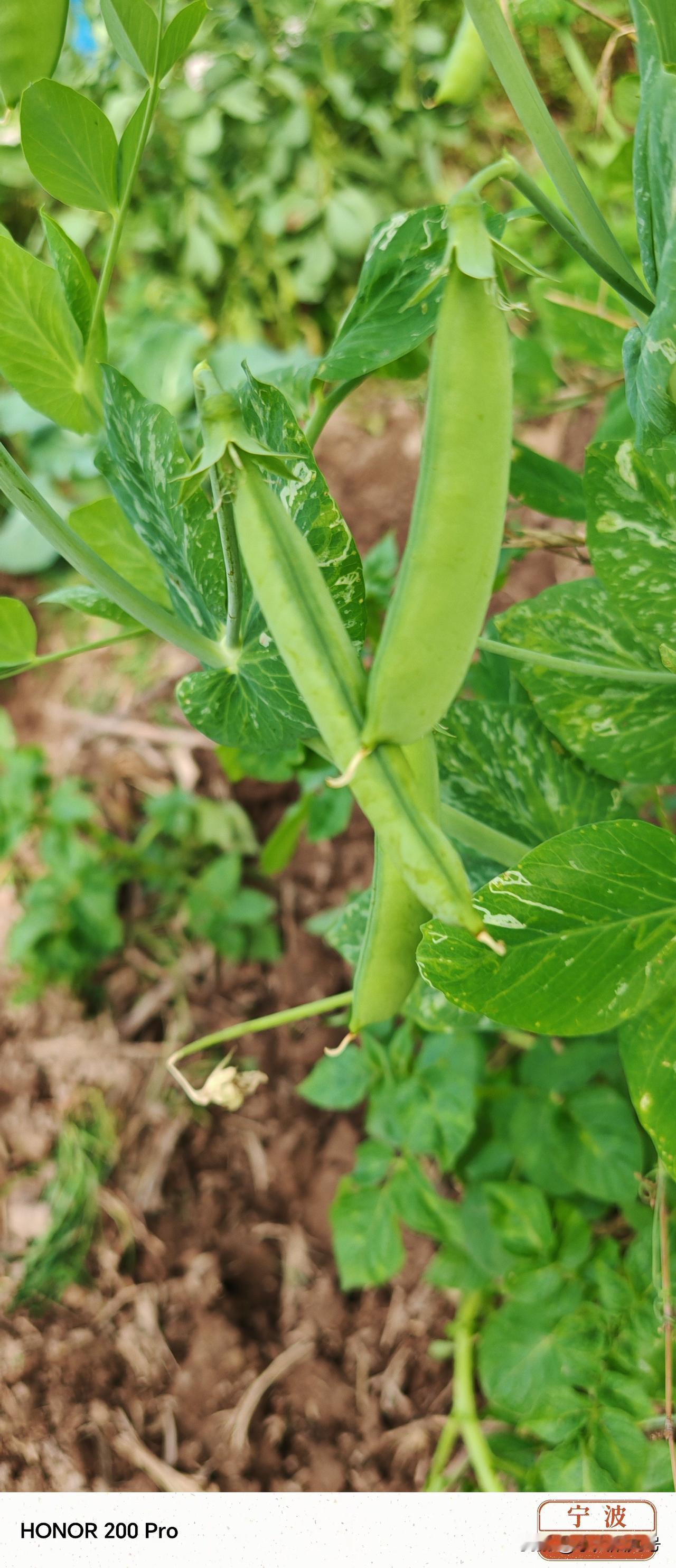 豌豆成熟了，马上可以上餐桌，自种食材无比新鲜！半小时时间从田里到餐桌，太幸福了！