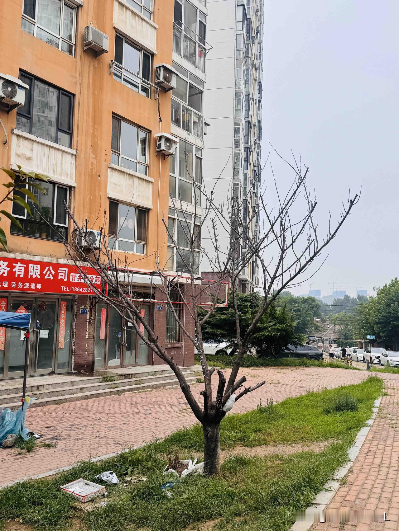 下楼遛狗，发现有两棵樱花树死了。

这两棵樱花树开的是双瓣花，花开的时候特别漂亮