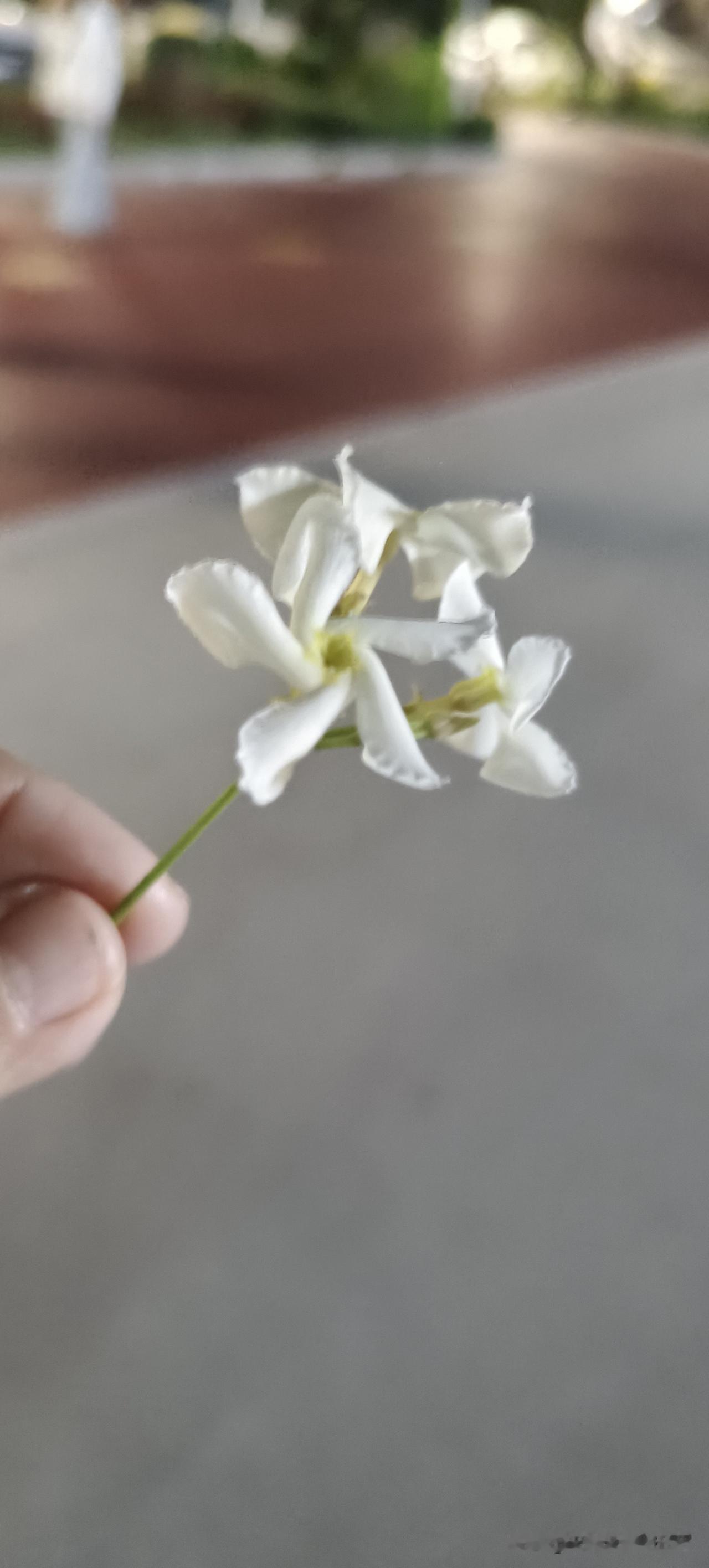 在公园里顺手摘了一枝风车茉莉，就让我家那个傻男人说了我一路子。
傻男人跟我说，现