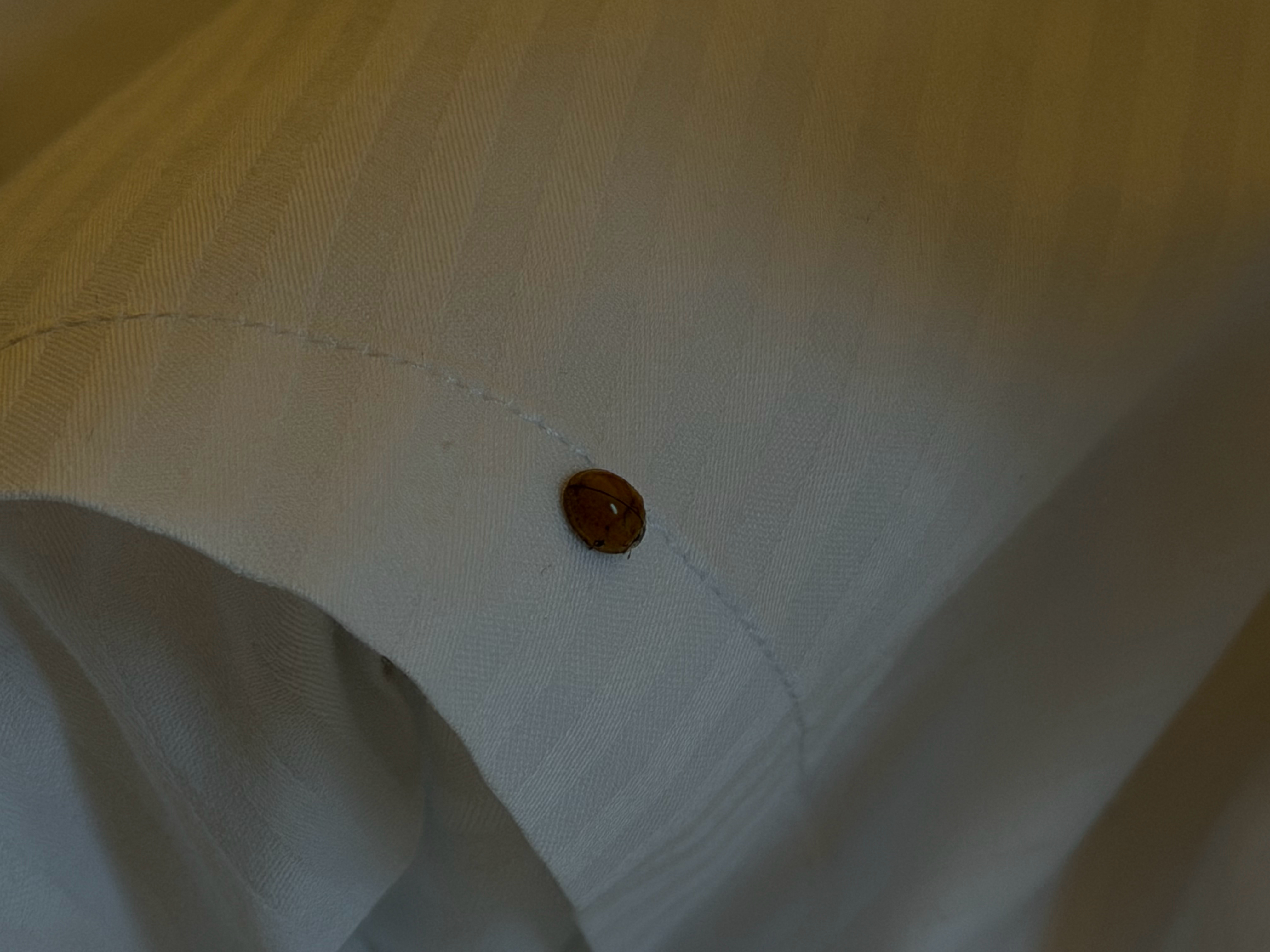 早上薄雾还挺好看的，但转头发现和这小家伙睡了一晚[Facepalm]出差日记