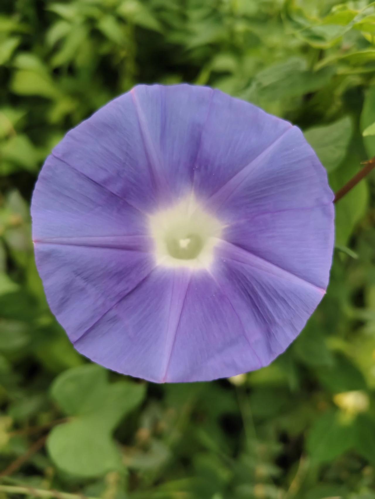 盛开在秋天的花，独有一份美丽。牵牛花是野生的，太阳花和红玫瑰是散养的，忘了浇水是