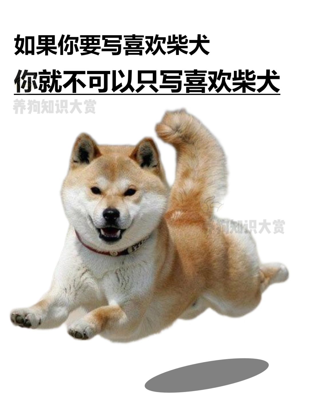 喜欢柴犬就要喜欢柴犬的全部！