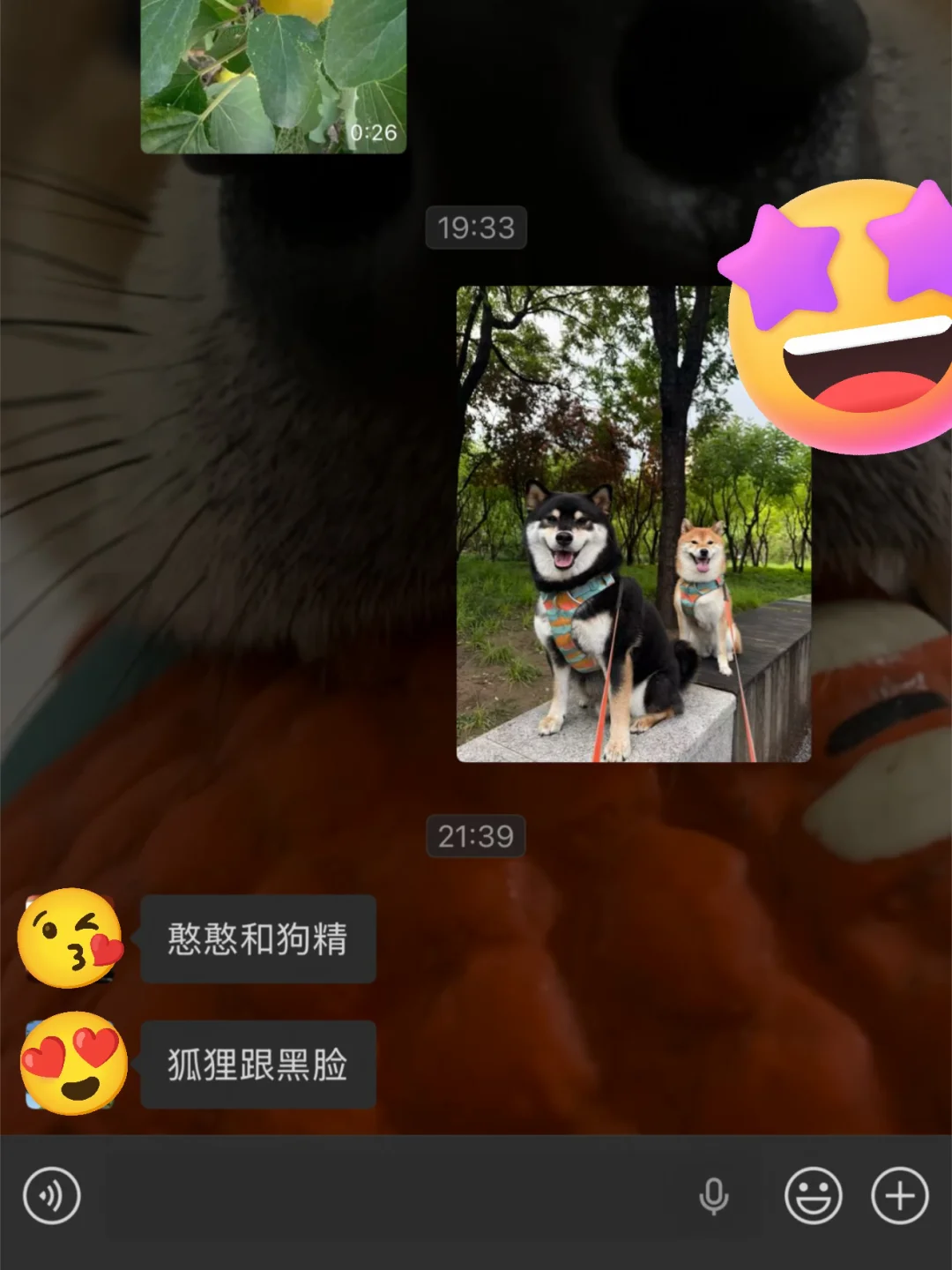 小狗有八百个名字，如图
