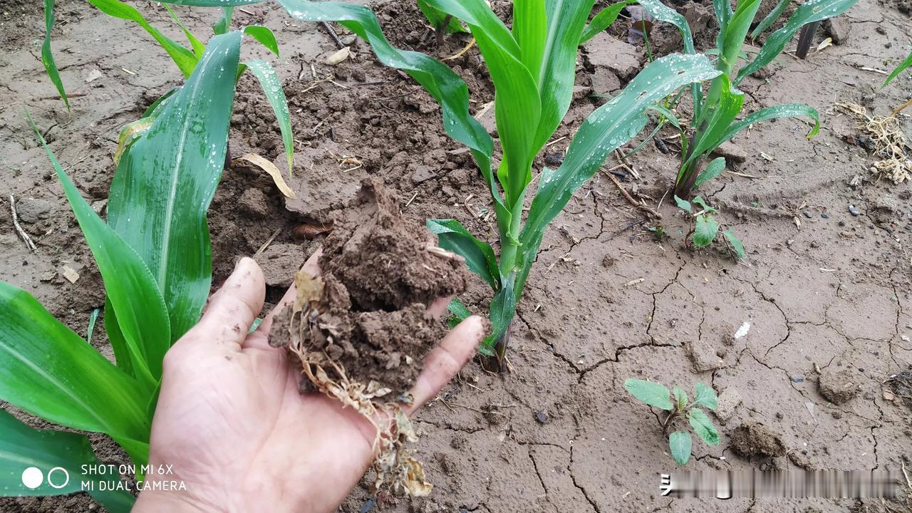 商丘终于下雨了，昨天下了一夜的雨，今天早上去地里看了一下，旱情虽然没有完全解除，
