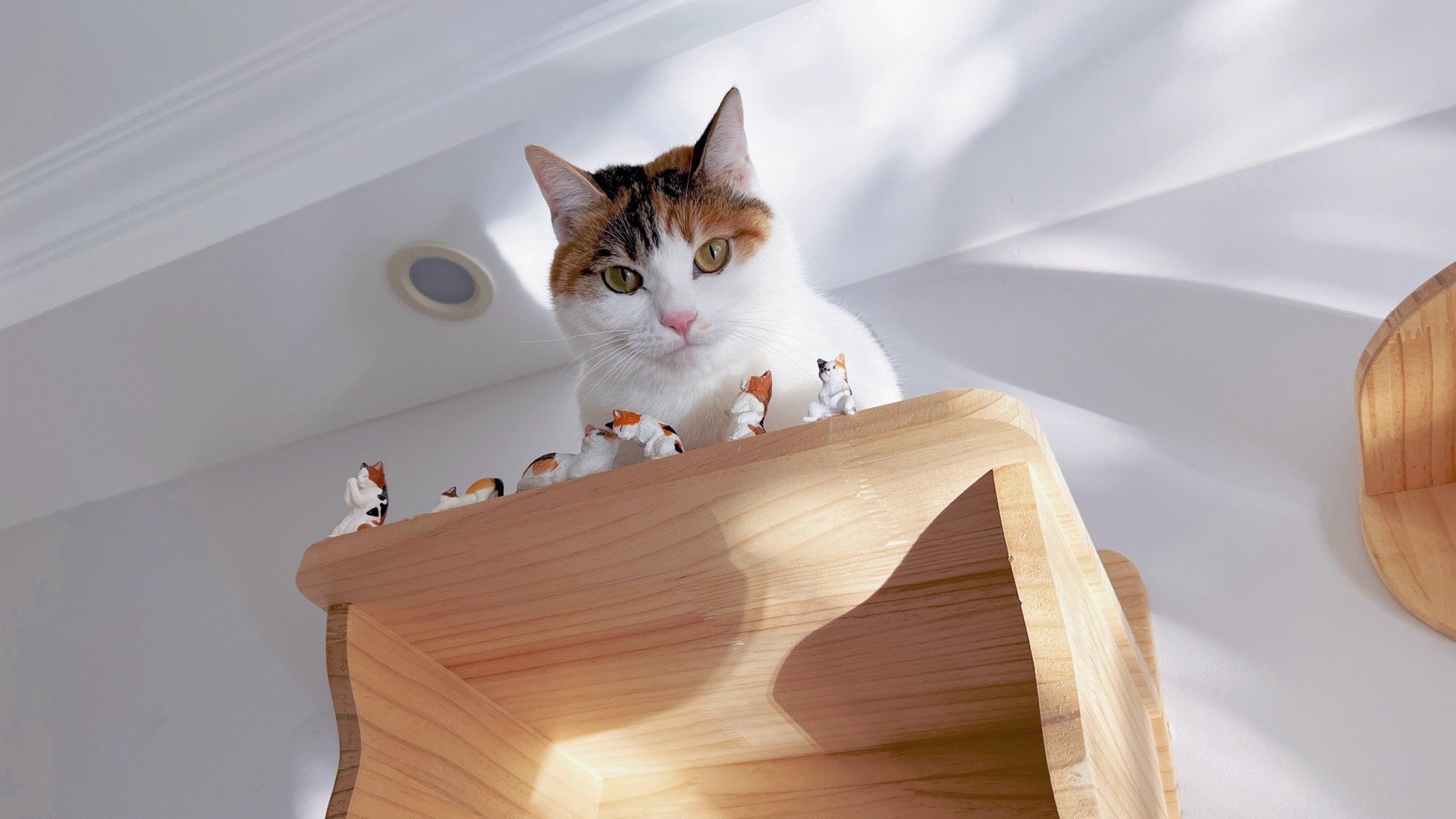 大猫猫和小猫猫 