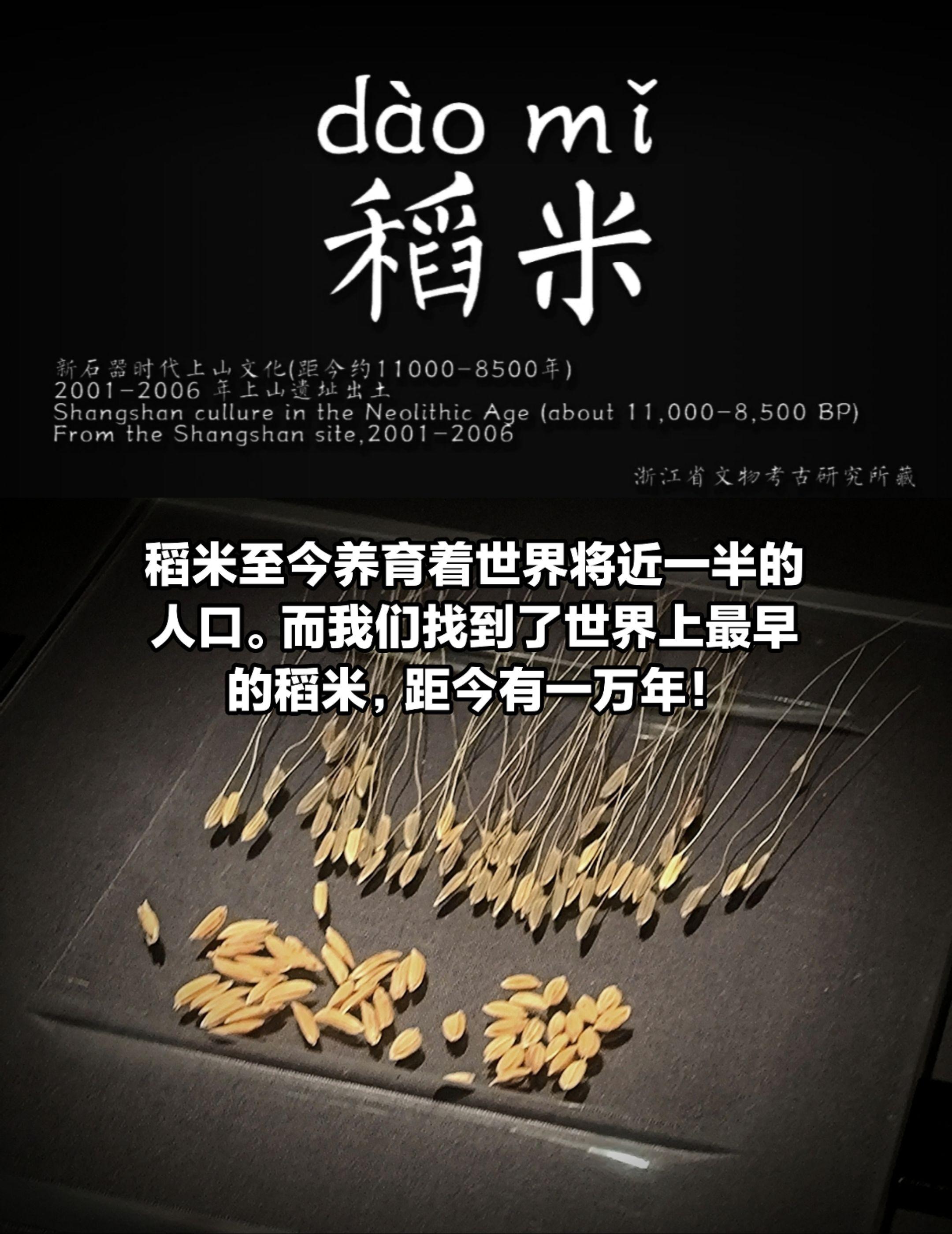 距今一万年前的驯化稻米。