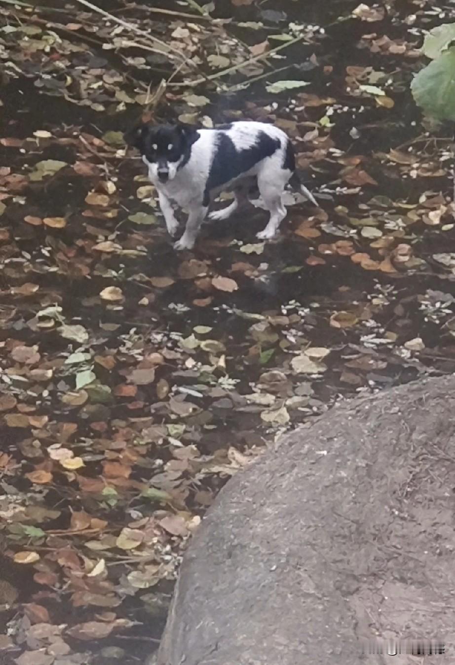 今天早晨出门遛狗，来到野外没人的地方，就解开了拴狗的绳，让小狗自由活动，可是由于