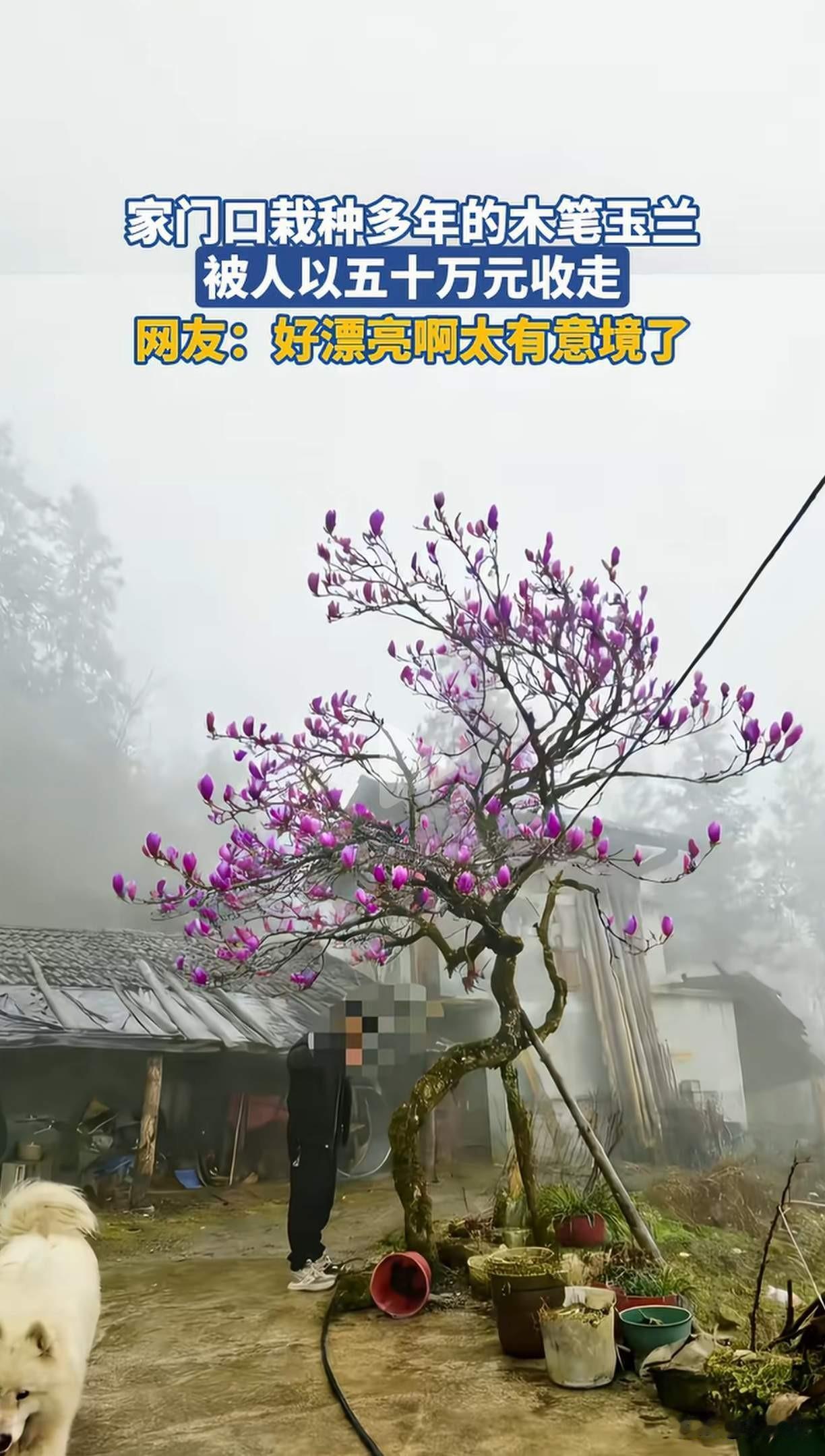 细看这木笔木兰，整体形状非常的优雅大气，玉兰花呆颜色，也非常好看绚丽，是紫红色系