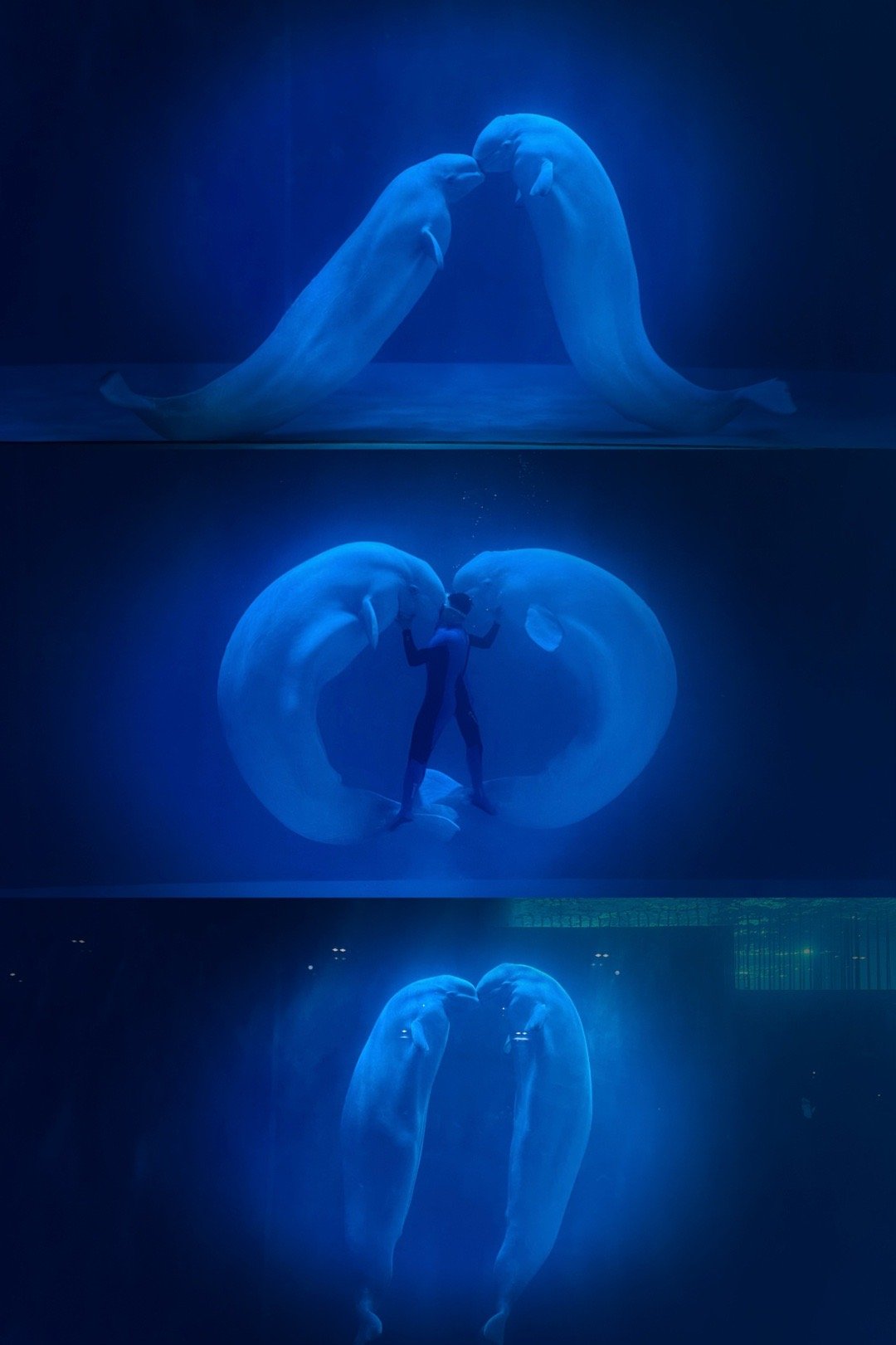 难怪淘淘爆火，众人皆走我独吃万千气象看龙江 极地公园，逃学企鹅爆火，难怪狂揽30