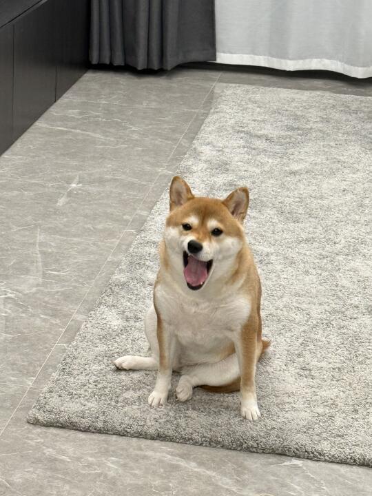 不是我说，这是不是挺胖的了