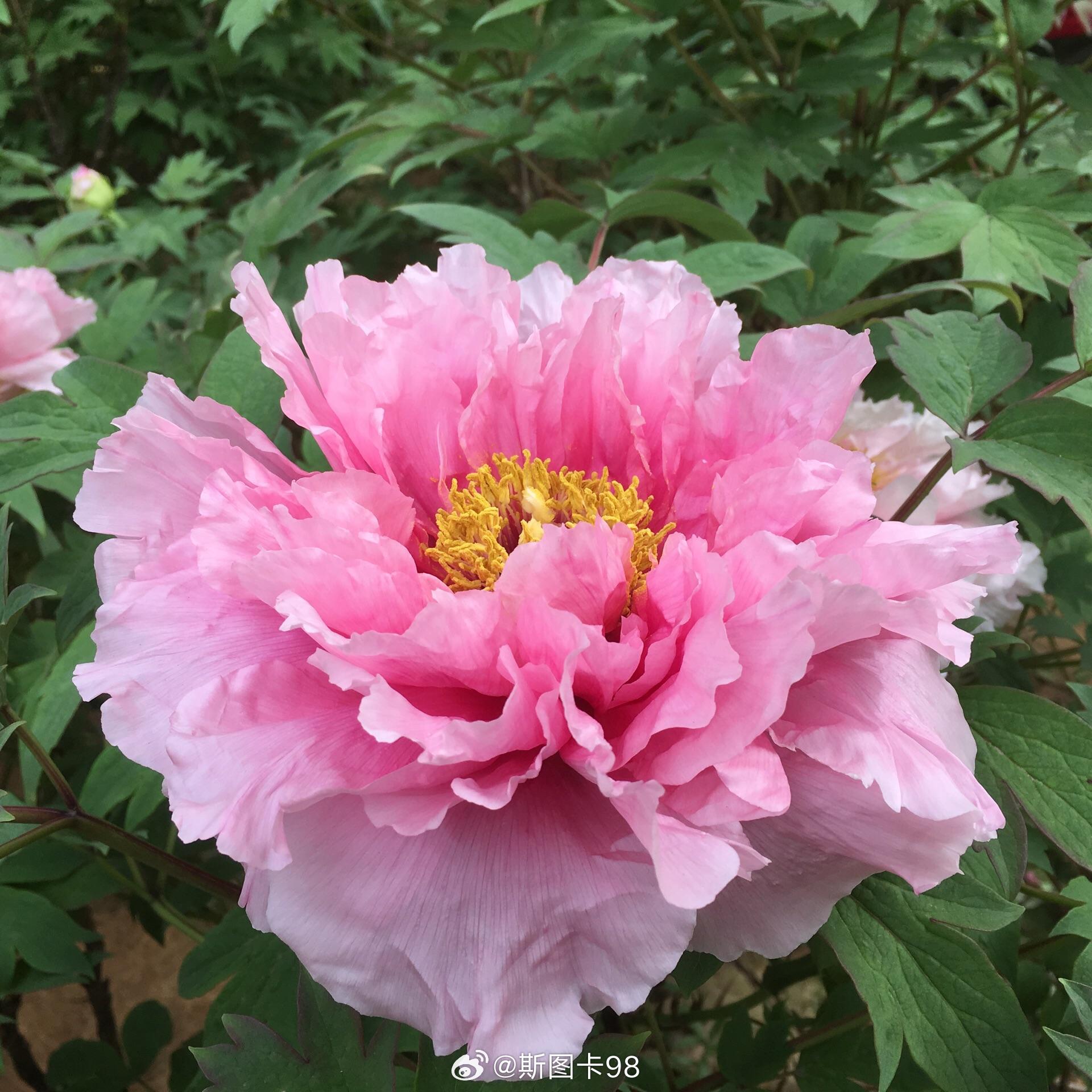 洛阳牡丹是中国国家地理标志产品、洛阳市花，被誉为“花中之王” 。栽培始于隋，盛于