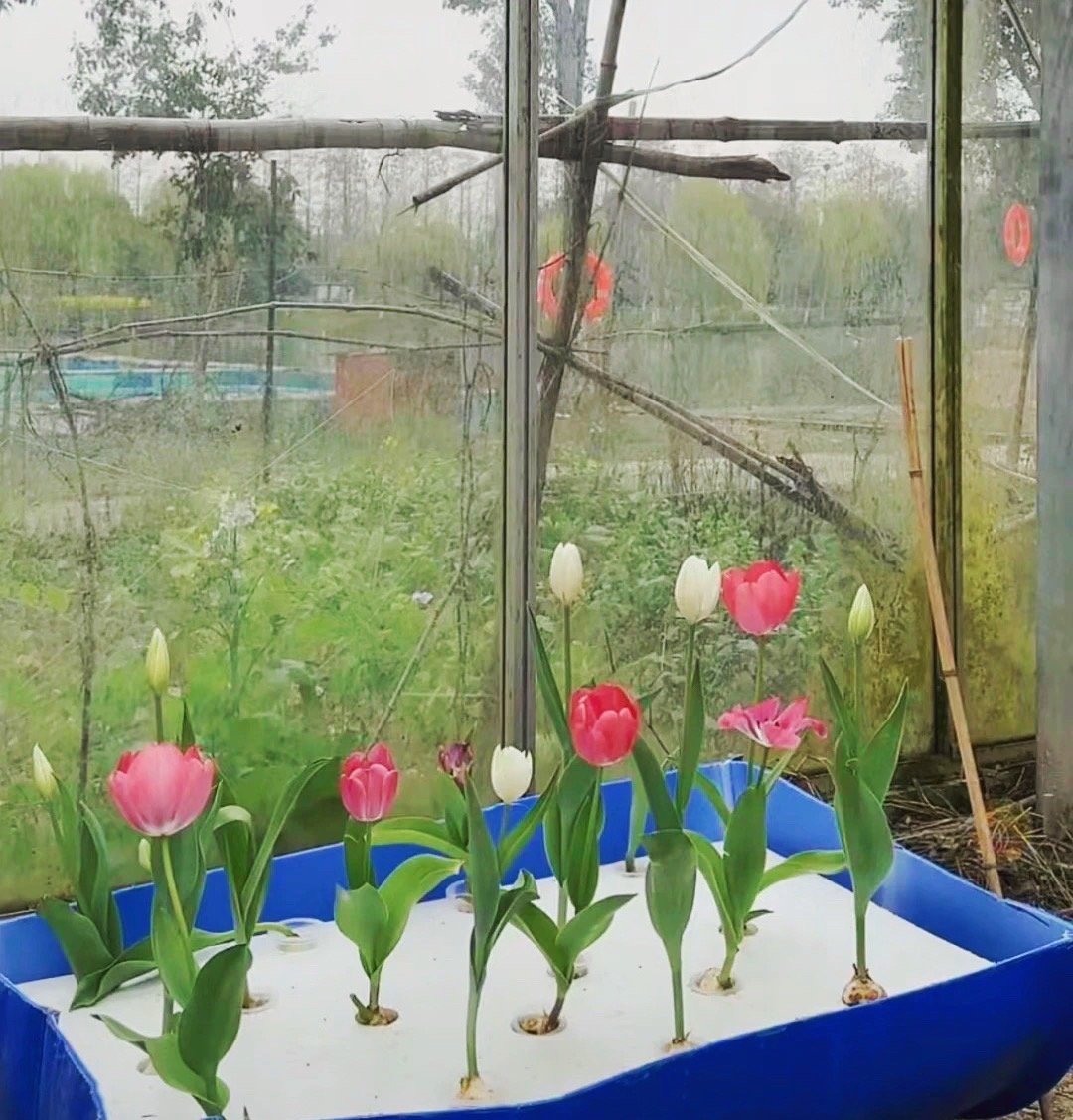 继水培生菜之后卓沅又水培了郁金香🌷而且已经开花了，不敢想象这么一大片郁金香全都