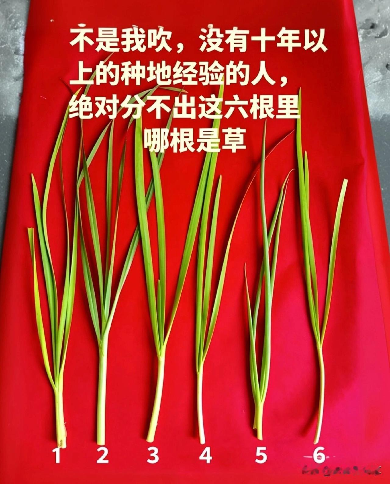 不是我吹，没有10年以上种地有经验的人，你是看不出哪根是草