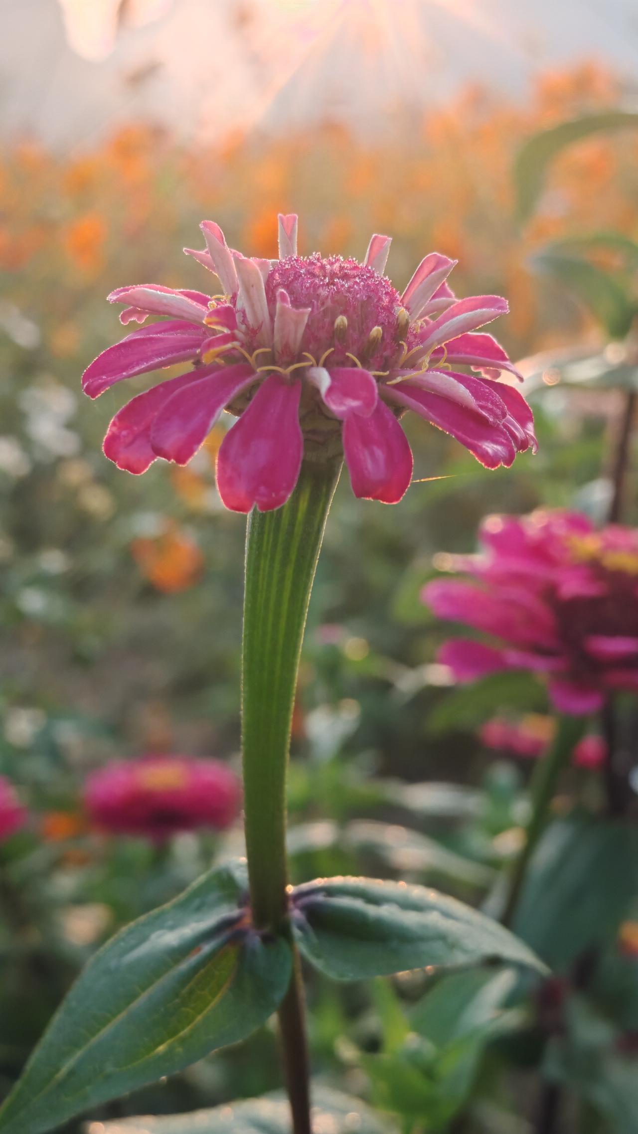 随手拍漂亮的野花晨拍百日菊