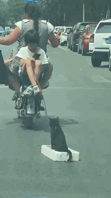 喵星人看起来在家里的地位很重要，专人司机。