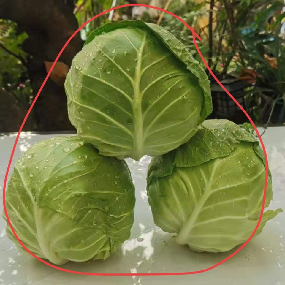 这个菜山东鲁西南叫钢白菜🥬，全国都一样吗？你家乡叫什么？鲁西南回忆