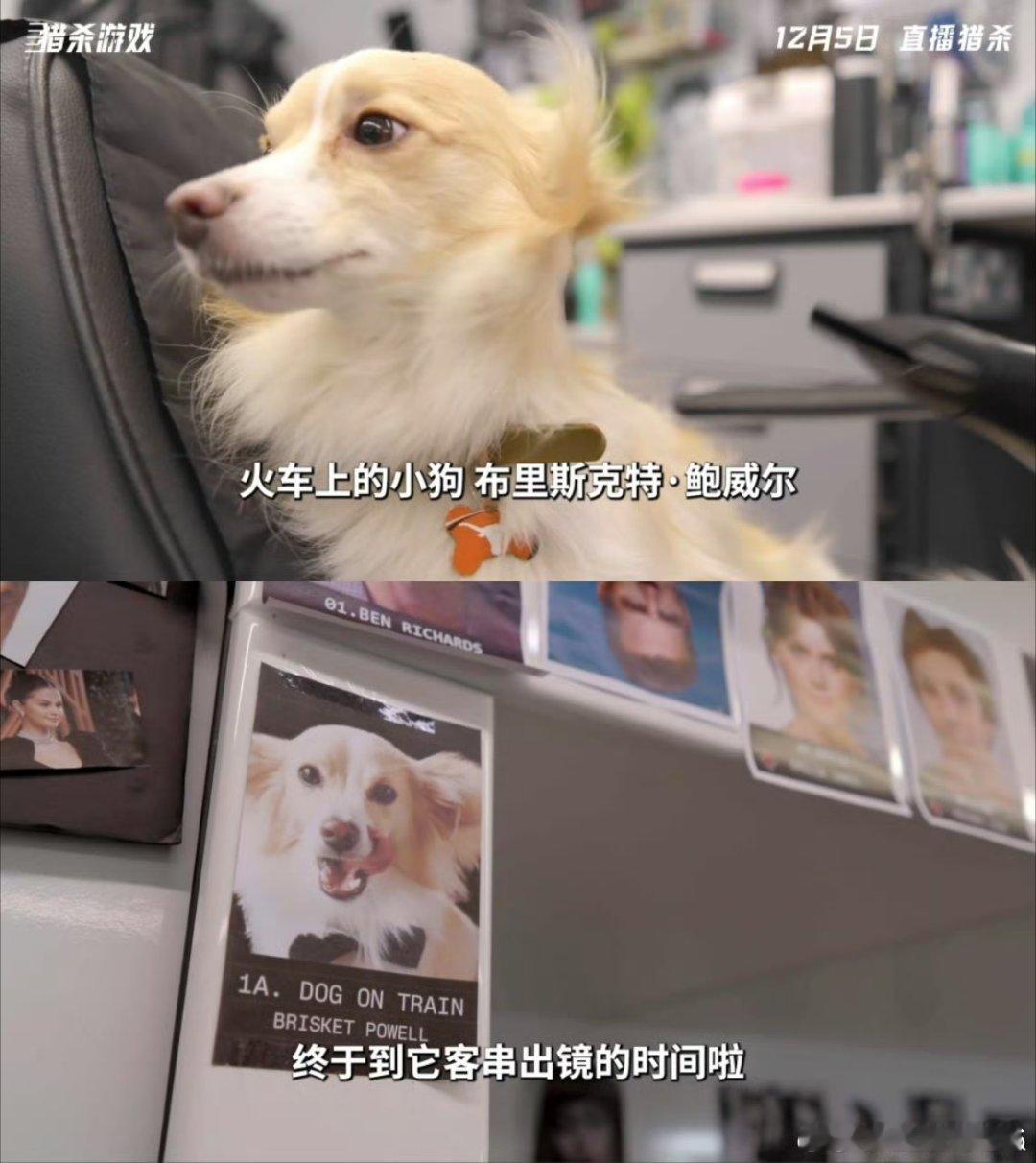 格伦·鲍威尔用行动诠释铁血柔情，猎杀游戏片场带爱犬进组，戏里硝烟中奋勇拼搏，戏外