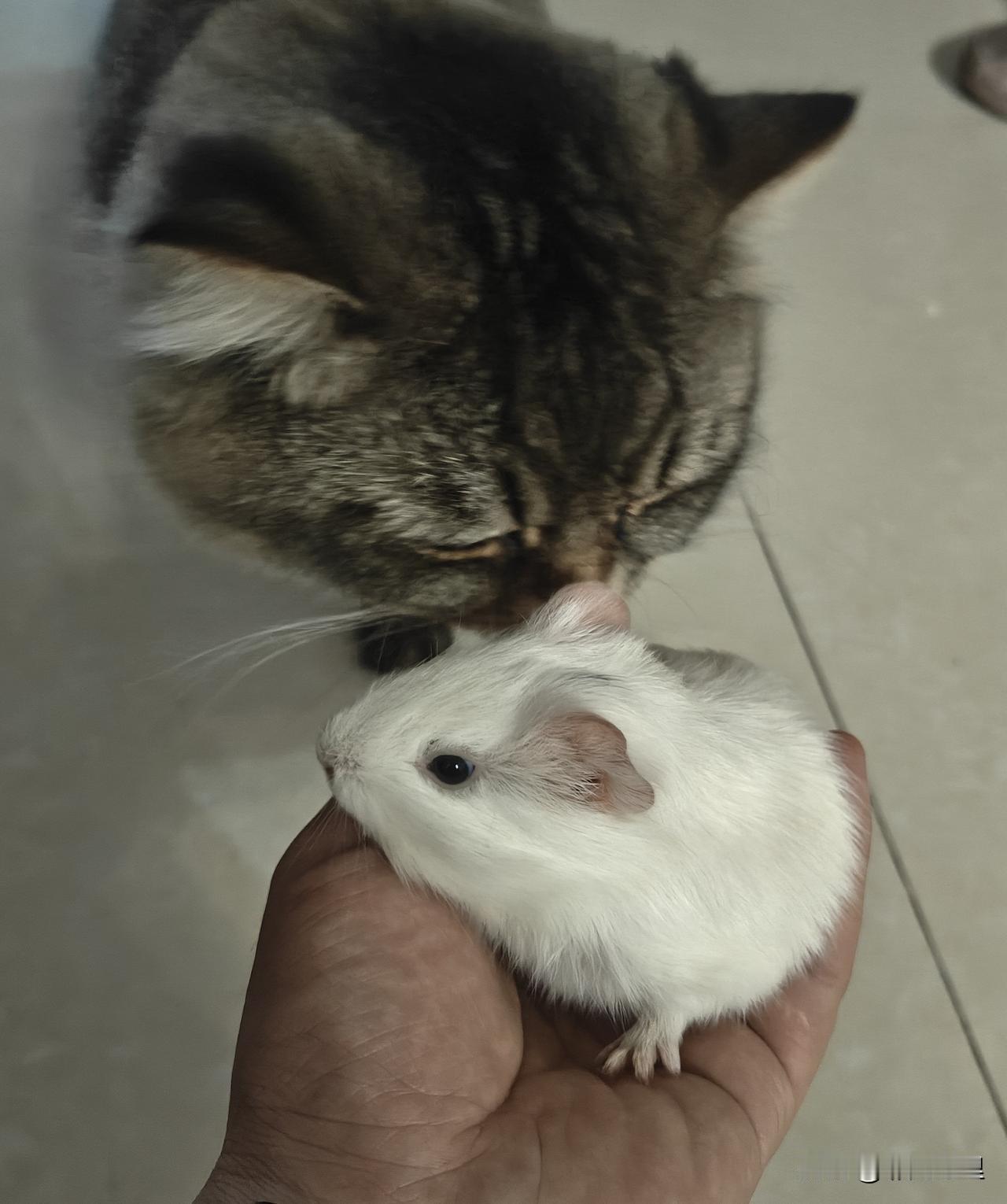 家里又来了新成员[捂脸]

孩子套圈没套着，老板很大气直接要送一个小狗，小狗我是