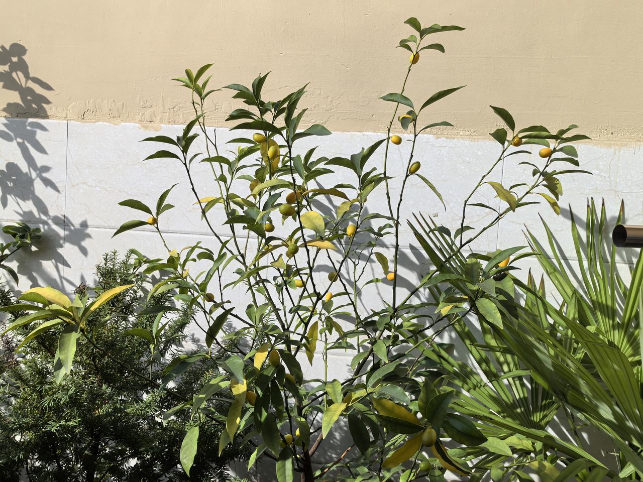 一个月前，我的金桔还是花生米大小的翠绿色的，还想着明年开春看能不能吃到，没想到这