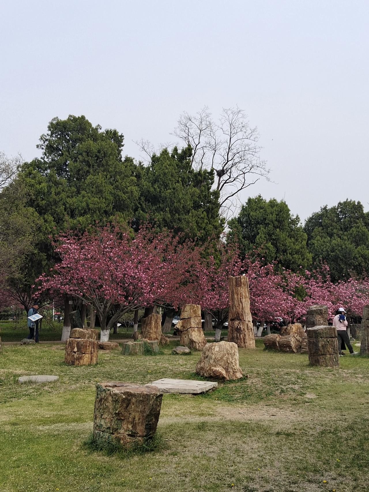 来一组花证明花开正艳