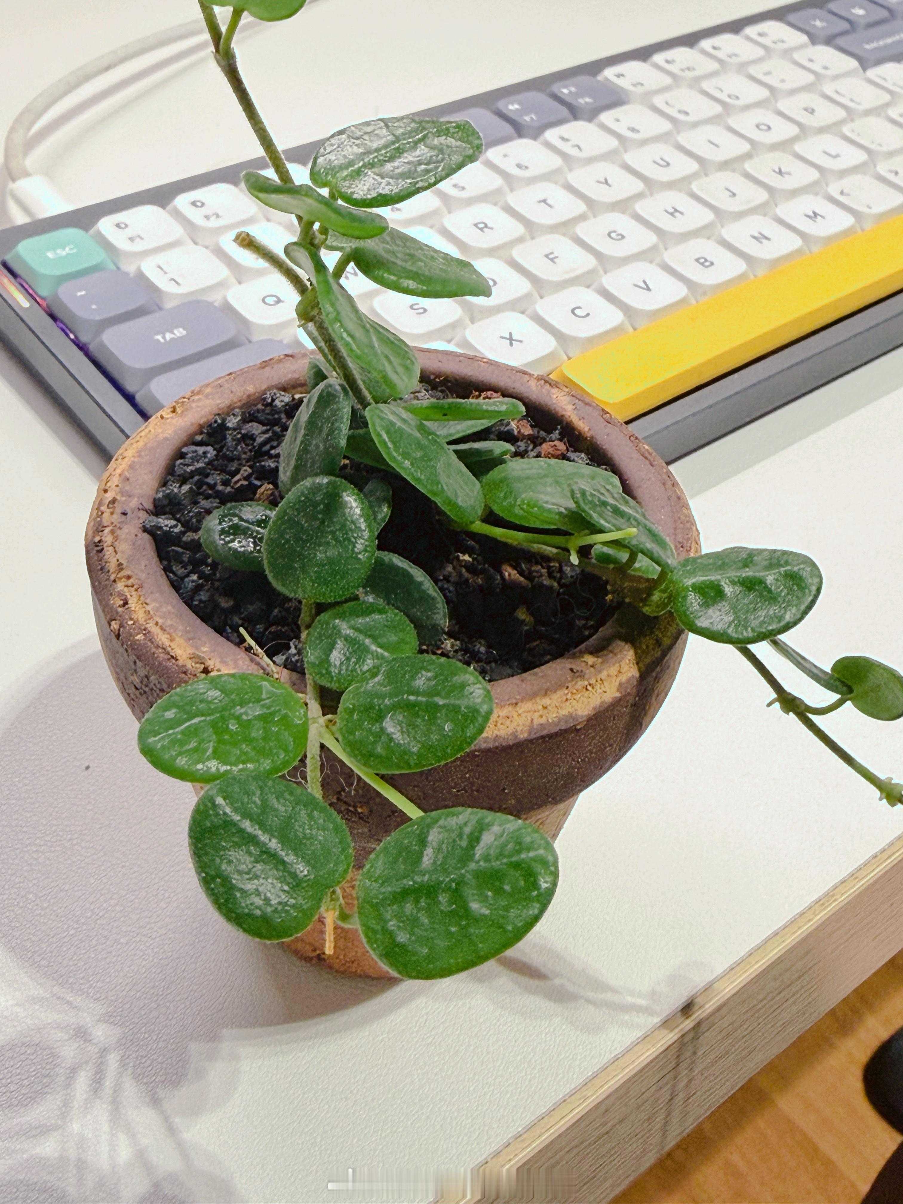 发现新长出一根小绿芽🌱啦 