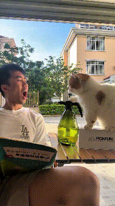你瞅瞅这小猫精嘞！主人一张嘴打哈欠，它直接一爪子按在喷壶上，水哗哗往人脸上喷，给